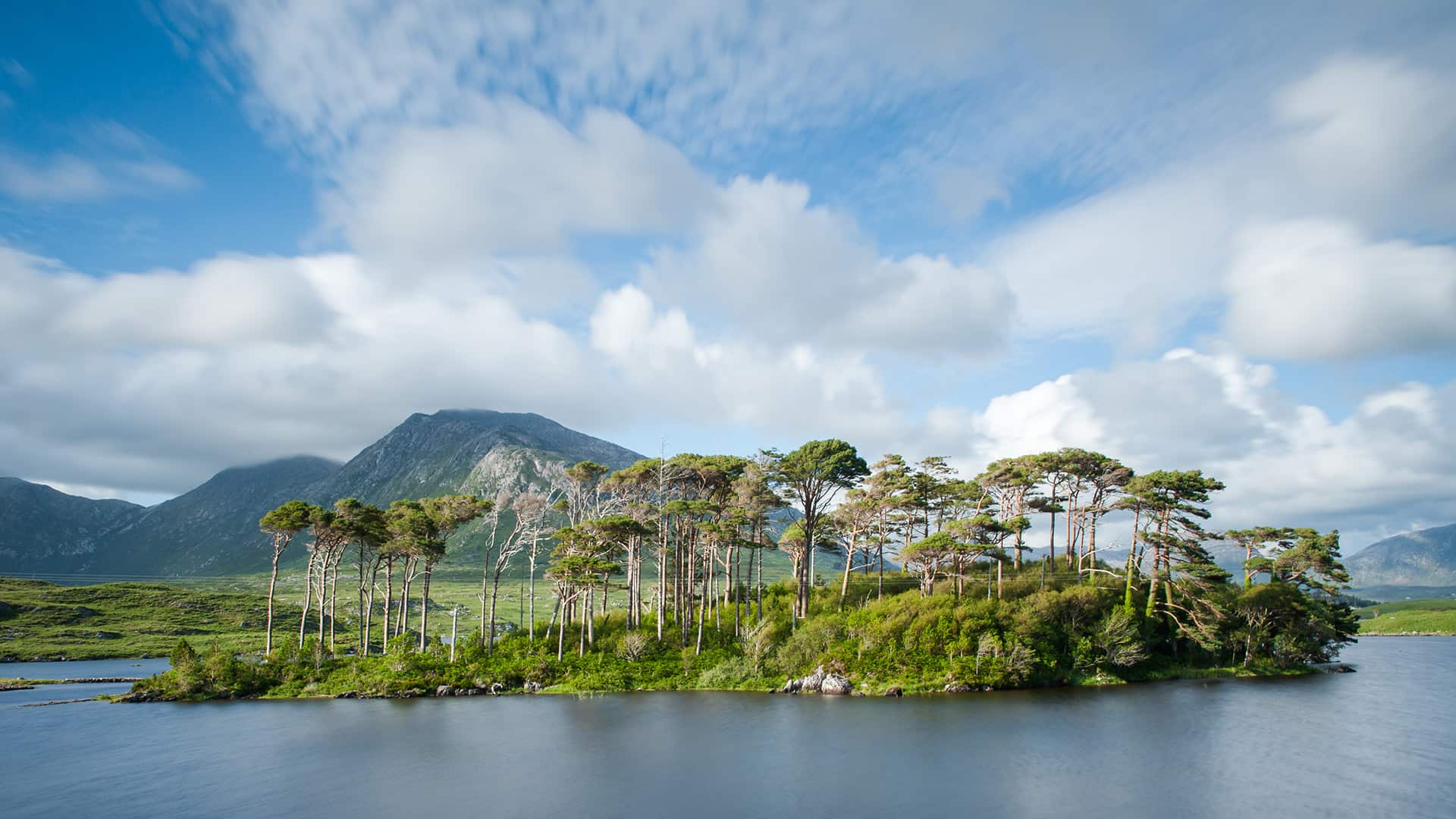 Pine Island, Lough Corrib