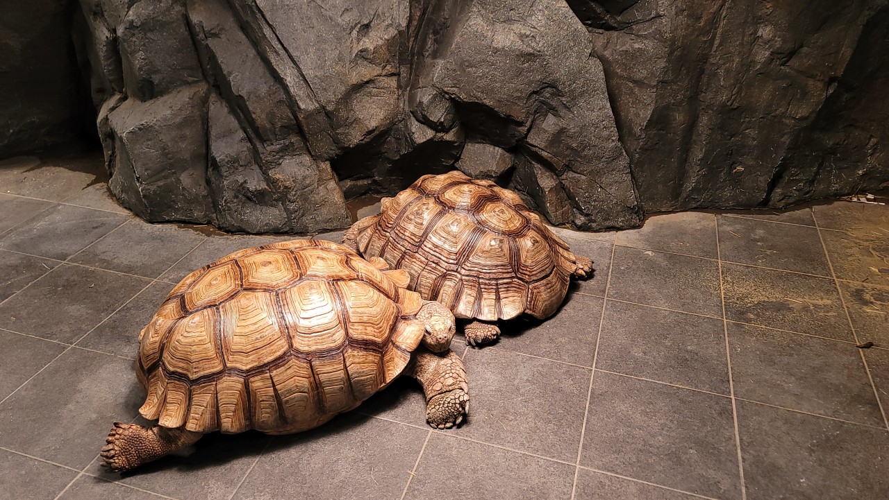 為了給喜歡可愛動物的孩子和家庭提供愉快的體驗,神秘動物園提供各種與動物互動的項目。 為了給喜歡可愛動物的孩子和家庭提供愉快的體驗,神秘動物園提供各種與動物互動的項目。