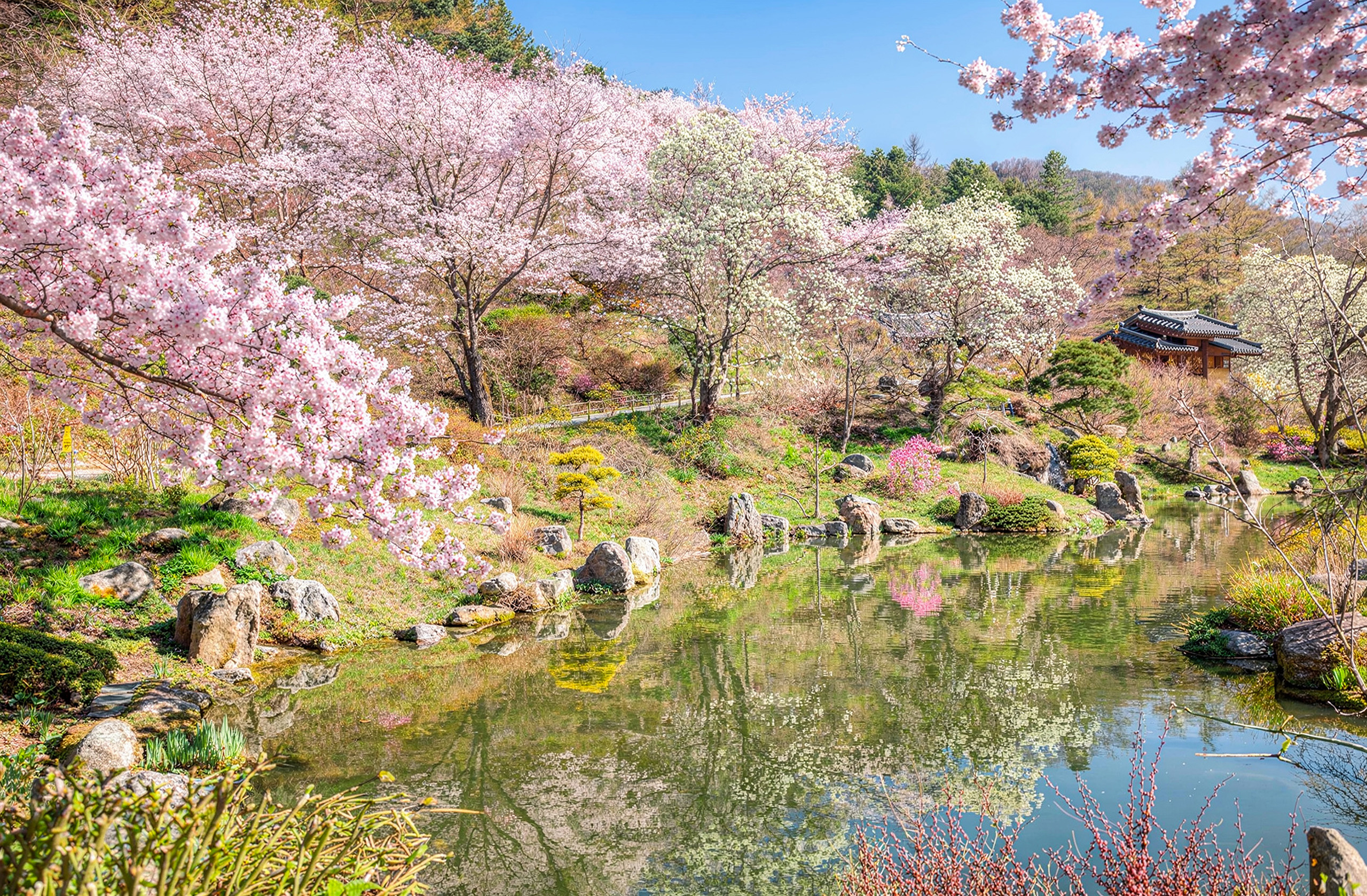 晨靜樹木園的櫻花季。