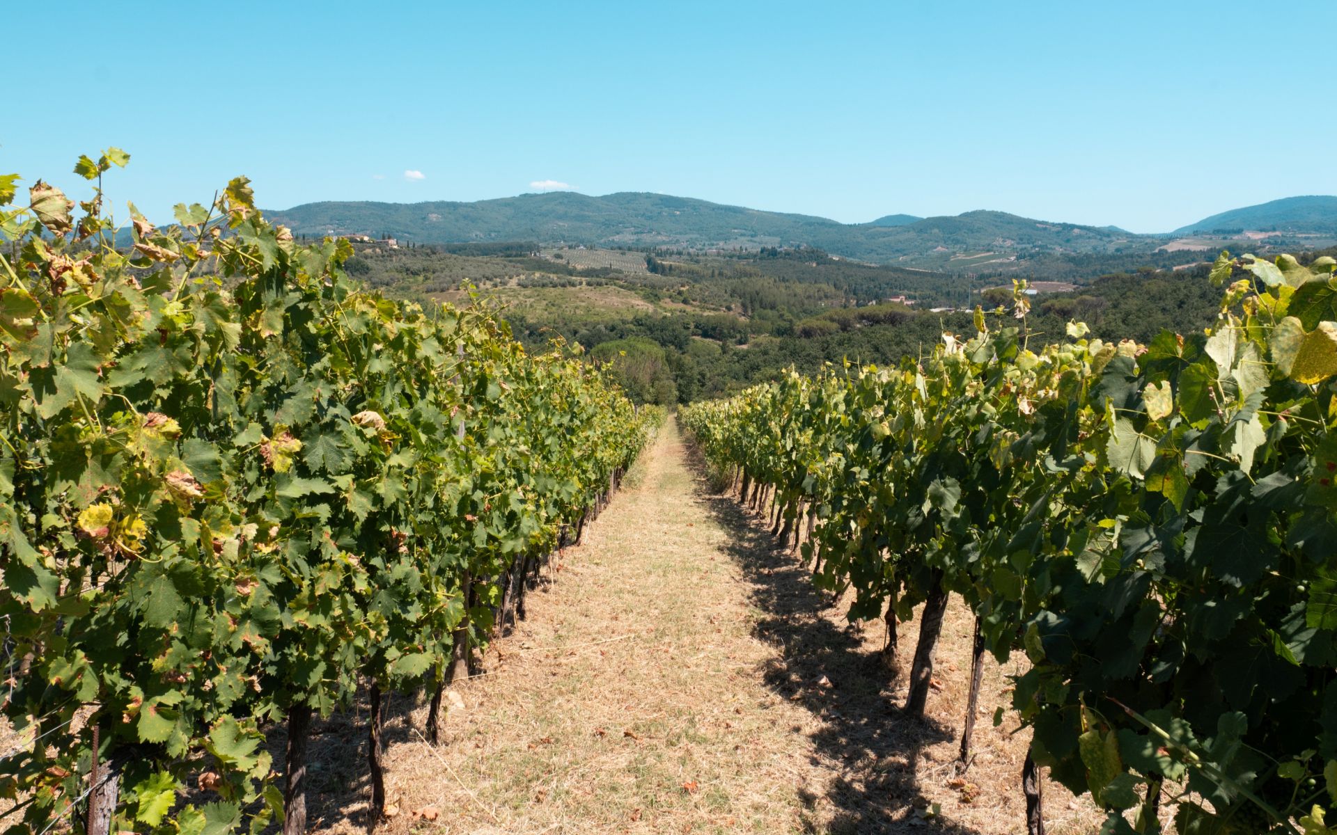 Discover Tuscany’s scenic landscapes on gentle horses with expert local guides