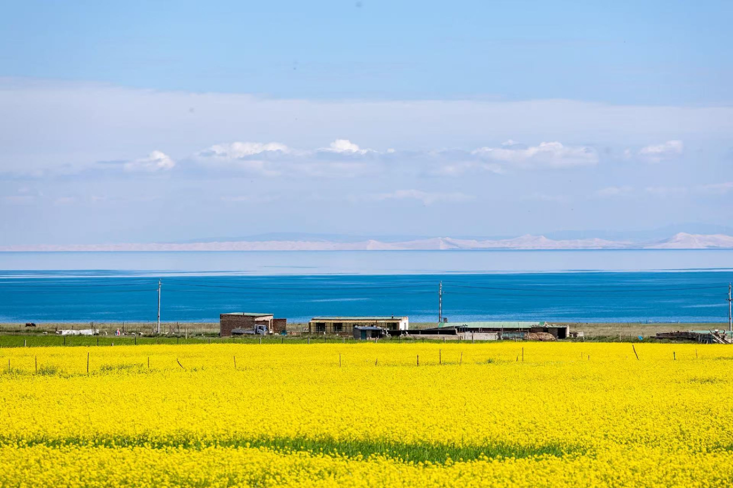 大片金黃油菜花鋪滿前景,後方坐落幾處民居,再往前是澄澈湛藍青海湖。對岸沙丘朦朧,淺天飄著薄雲,暖黃花海搭配碧藍湖水,夏日湖畔田園風光明豔溫柔,治癒感滿滿 大片金黃油菜花鋪滿前景,後方坐落幾處民居,再往前是澄澈湛藍青海湖。對岸沙丘朦朧,淺天飄著薄雲,暖黃花海搭配碧藍湖水,夏日湖畔田園風光明豔溫柔,治癒感滿滿