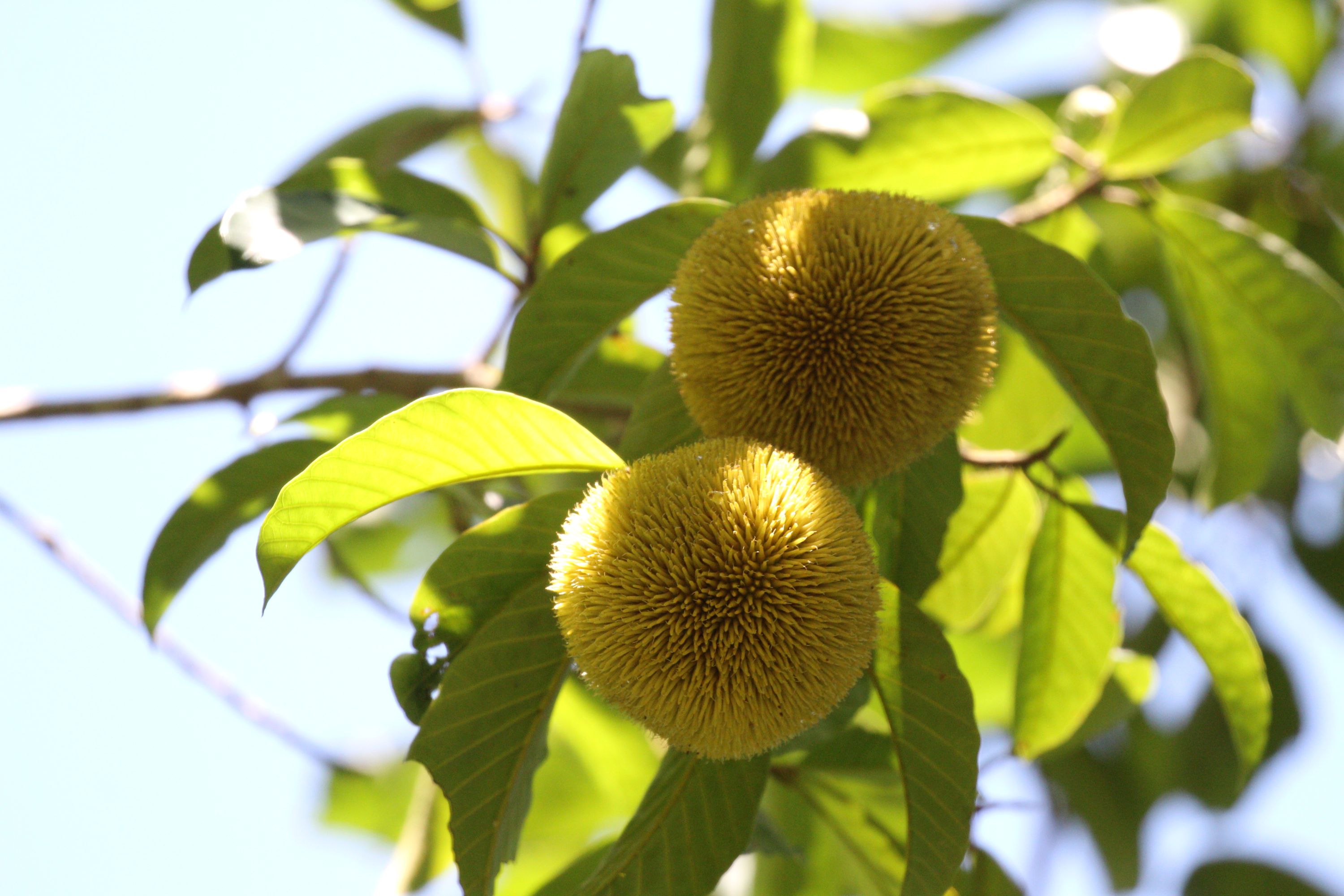 了解浮羅交怡獨特的植物群及其傳統藥用價值。 了解浮羅交怡獨特的植物群及其傳統藥用價值。