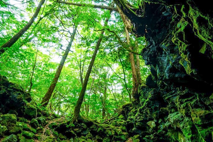 富士山精選景點私人之旅（含午餐 & 晚餐）