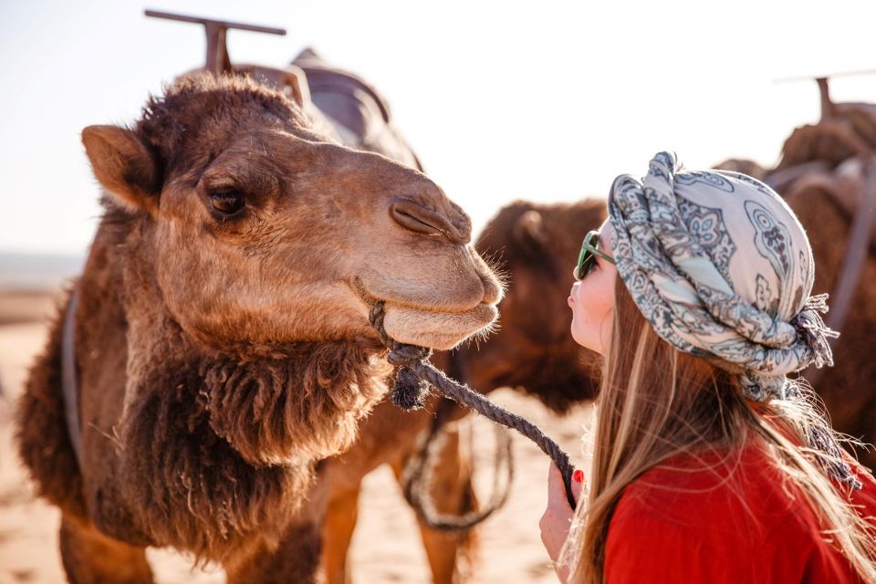 Sharm: Sunrise Quad Bike, Bedouin Breakfast & Camel Ride