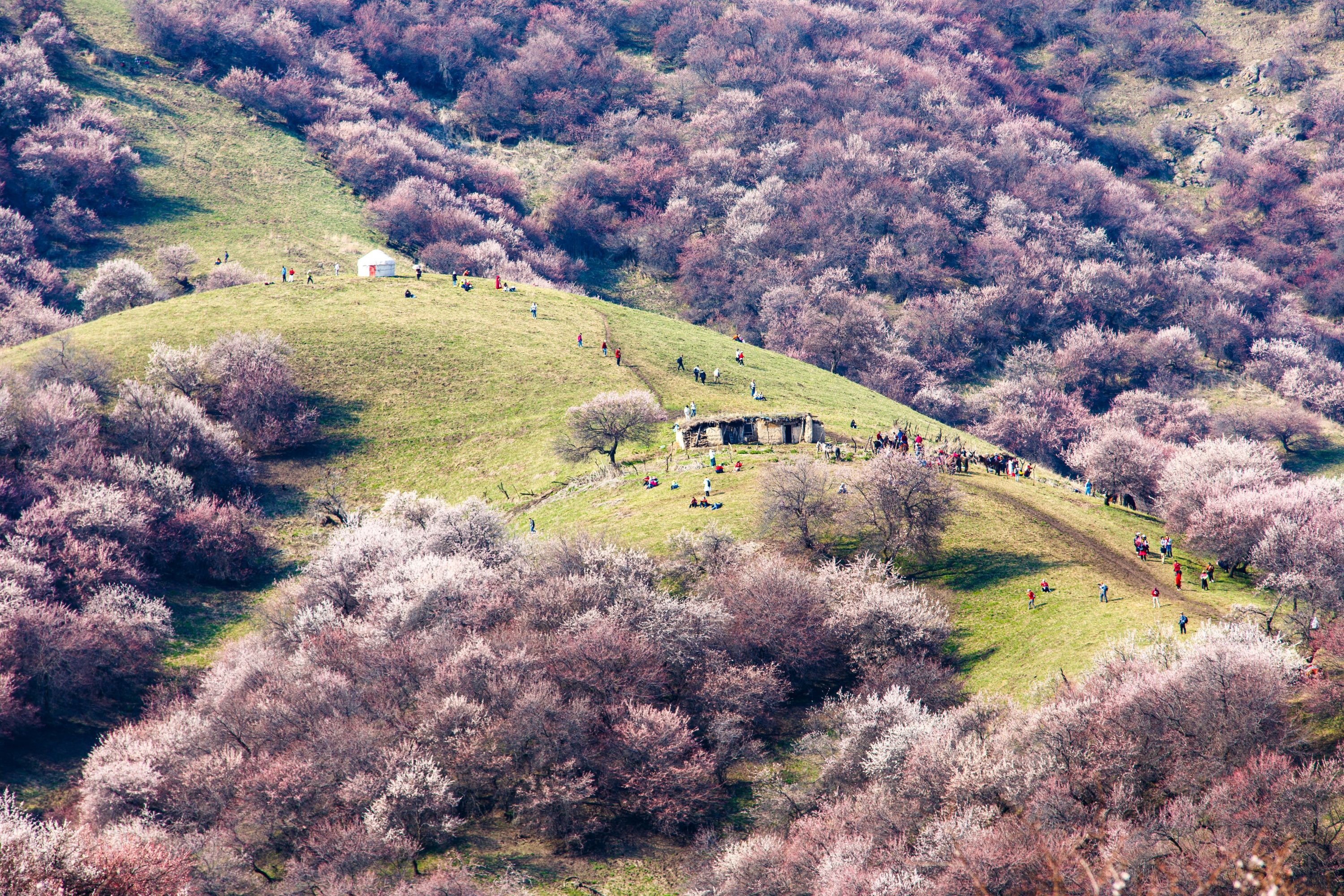 春醒伊犁时 | 新疆伊犁8日游（季节限定天山杏花+1+1头等舱+5A旅拍领队）*等待确认