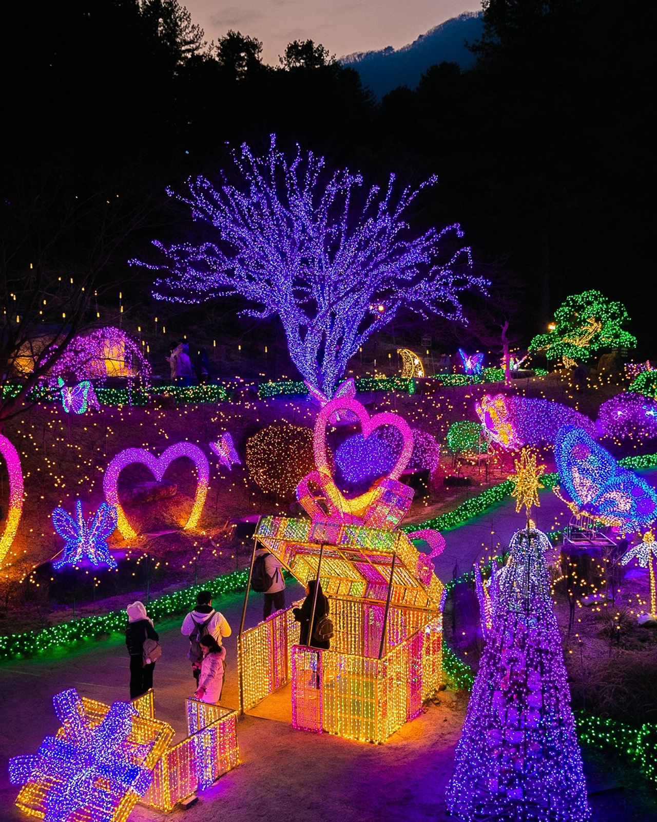 晨靜樹木園冬季景色🎇 晨靜樹木園冬季景色🎇