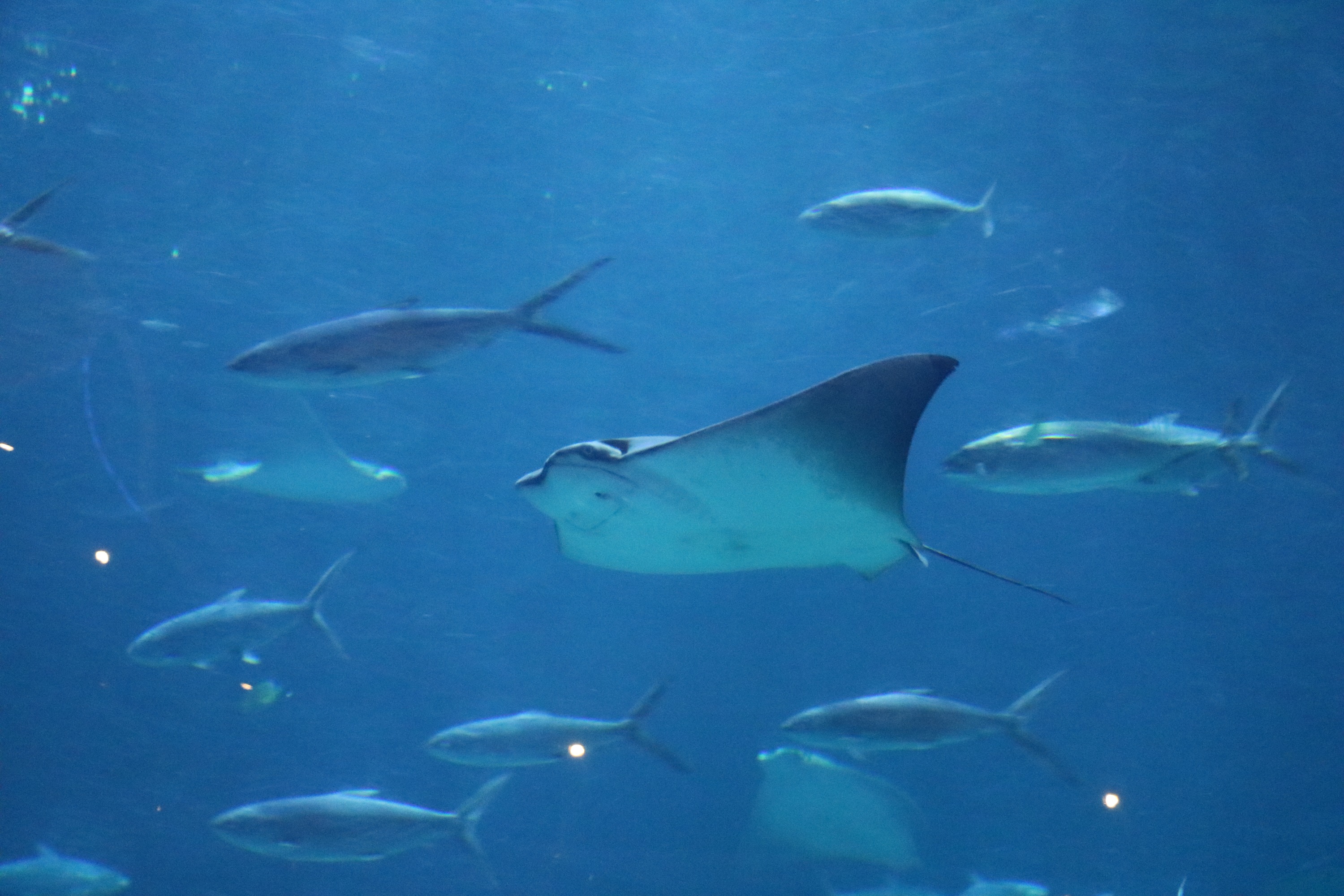 Dance with marine life and start a dream journey!