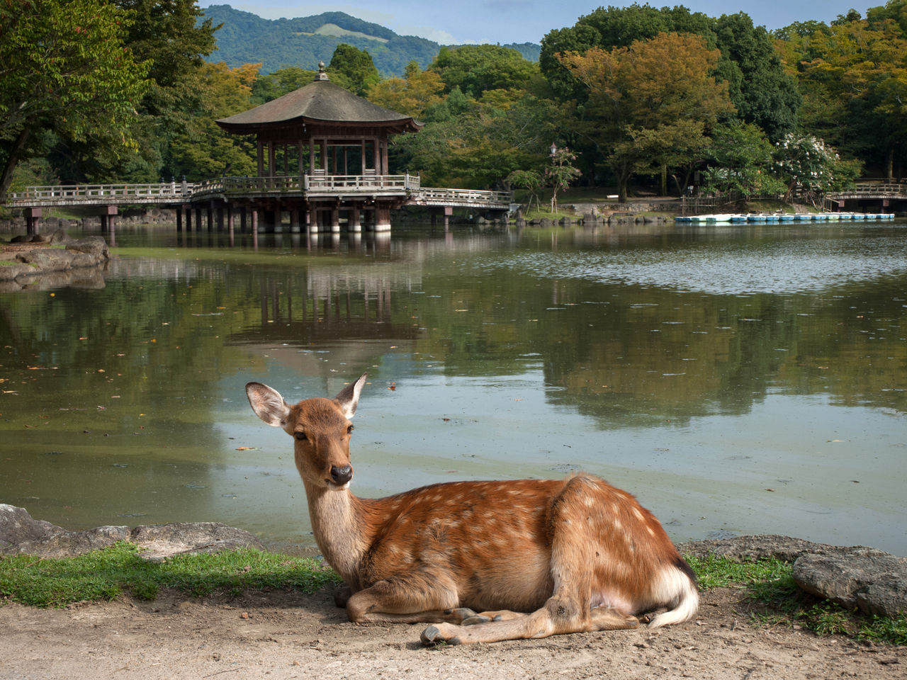 京阪一日遊：嵐山竹林 & 八坂神社 & 花見小路 & 奈良公園 & 東大寺｜大阪出發 
