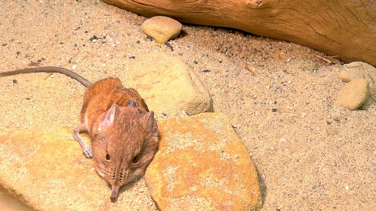 布拉格動物園 (Prague Zoo) 門票