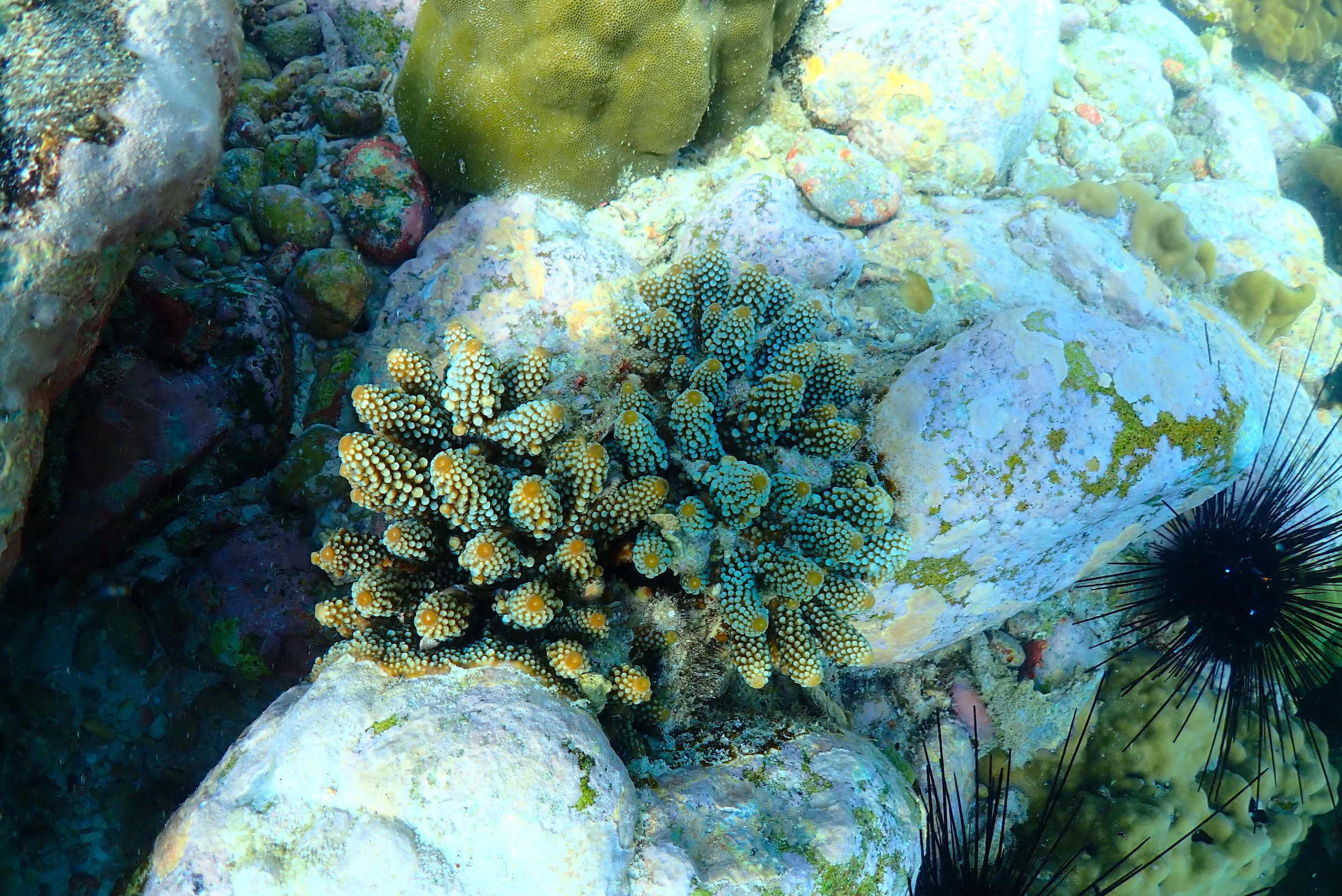 浮潛探索海底天堂，欣賞色彩繽紛的魚群和珊瑚。