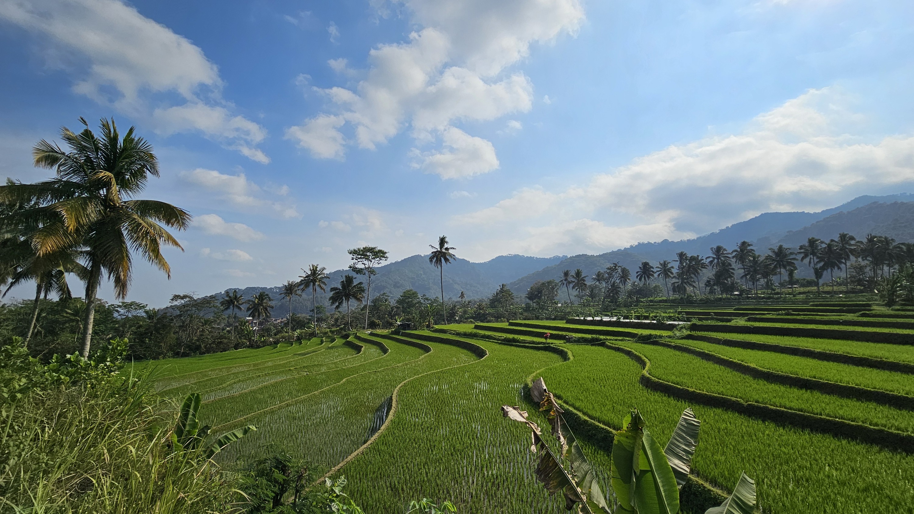 Javanese Rice Terrace