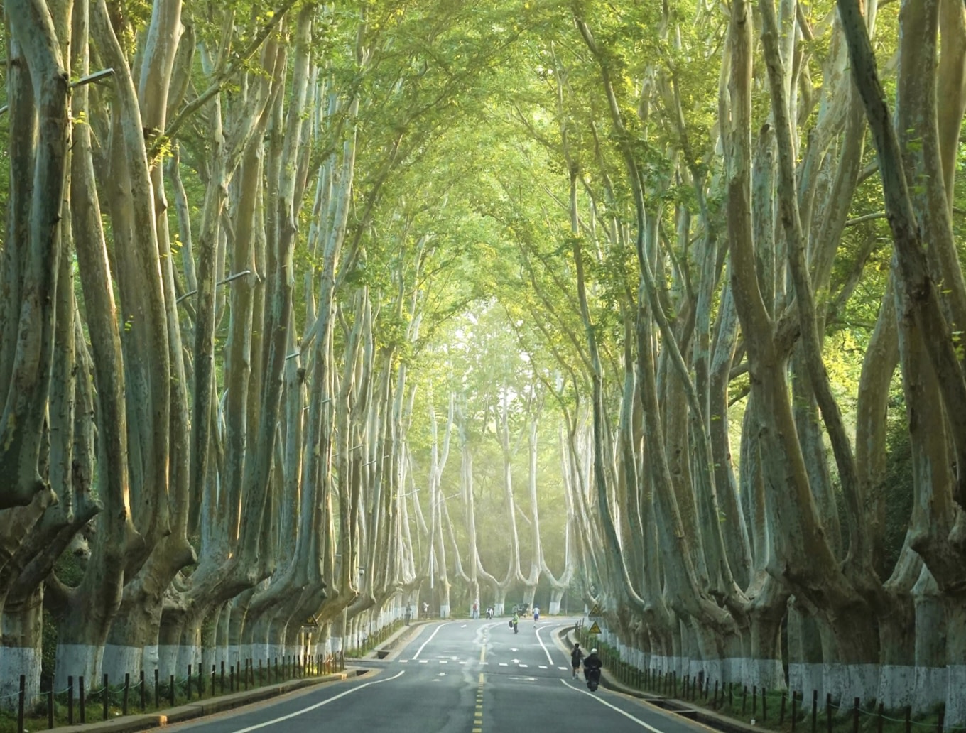 兩排高大的法國梧桐在路心交織成濃蔭隧道,陽光透過葉片篩下細碎光斑,騎行者在綠意包裹的路面上悠然穿行 兩排高大的法國梧桐在路心交織成濃蔭隧道,陽光透過葉片篩下細碎光斑,騎行者在綠意包裹的路面上悠然穿行