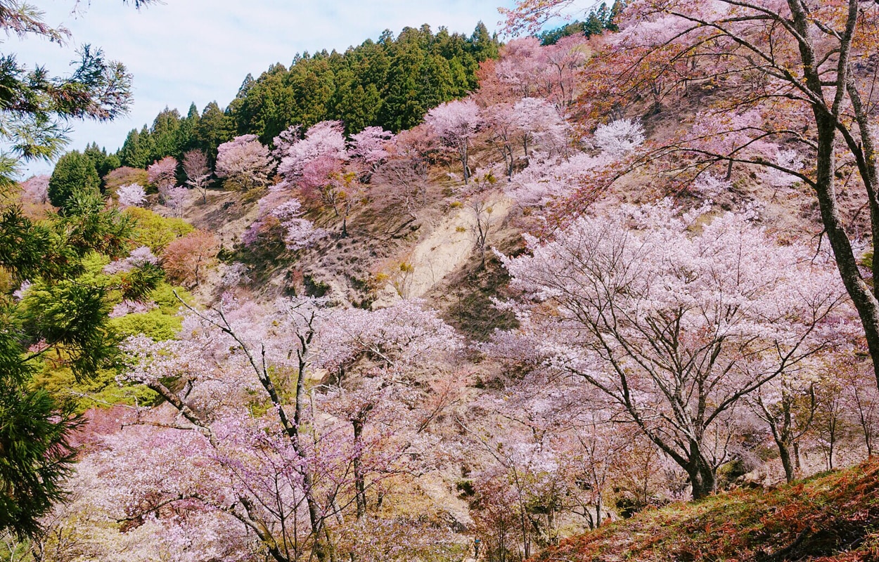 從下千本到奧千本,千萬株山櫻次第綻放,粉霞漫卷山巔,一眼望盡千重櫻色,是春日寫給關西最盛大的情書。 從下千本到奧千本,千萬株山櫻次第綻放,粉霞漫卷山巔,一眼望盡千重櫻色,是春日寫給關西最盛大的情書。