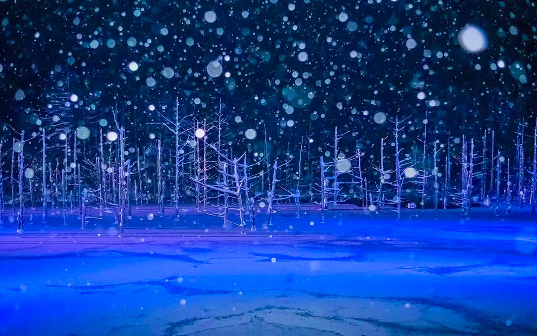 [Hokkaido Illumination Tour] Blue Pond Illumination & Elf Terrace & Christmas Tree & White Beard Waterfall & Four Seasons Color Hill Day Tour | Departure from Sapporo