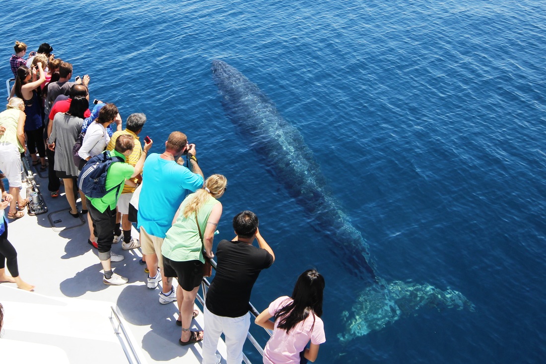 奧克蘭觀鯨 & 觀海豚遊船之旅