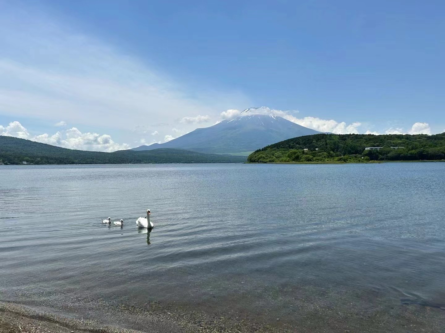 富士山人氣水陸兩用船一日遊｜河口湖大石公園&忍野八海&山中湖KABA BUS河馬水陸兩用遊船（可選）&平野之浜（東京出發）