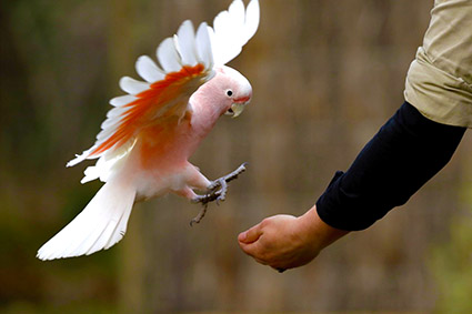 月光保護區野生動物保育公園門票