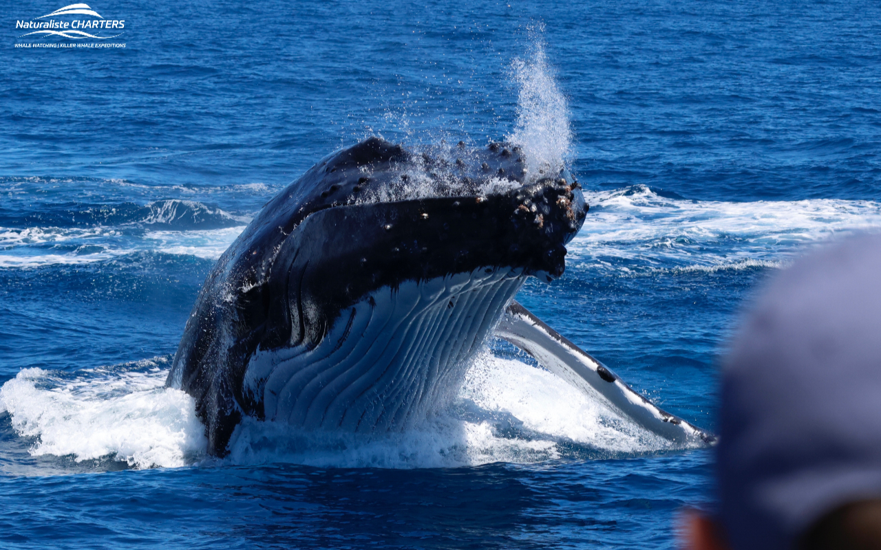 快與親朋好友一同加入,體驗豆莢狀船隻在您身邊穿梭的刺激感! 快與親朋好友一同加入,體驗豆莢狀船隻在您身邊穿梭的刺激感!