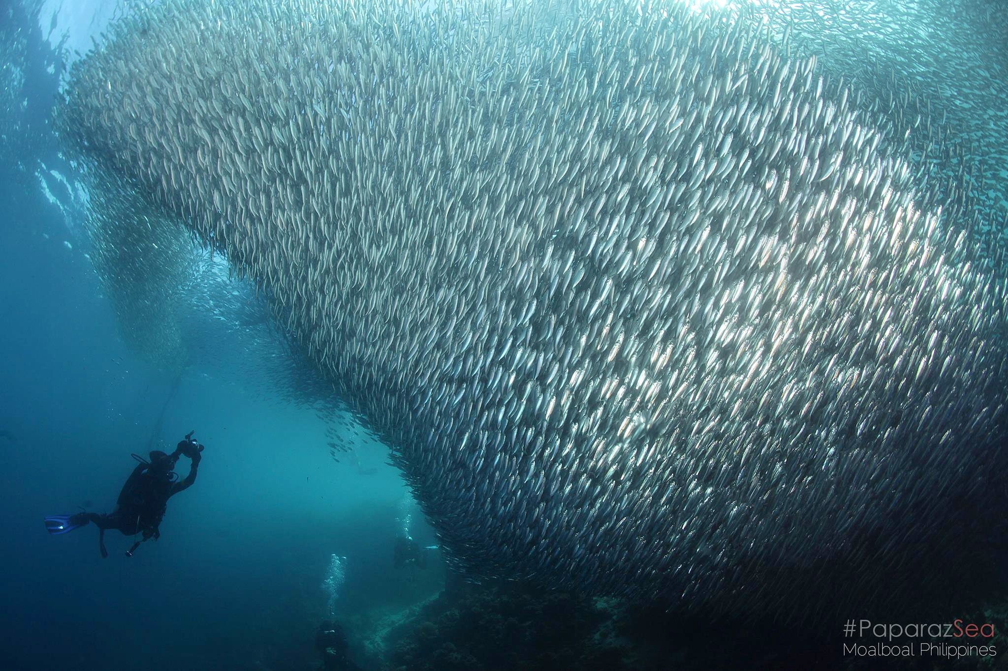 PADI 五星潛水度假村沙丁魚風暴船潛體驗