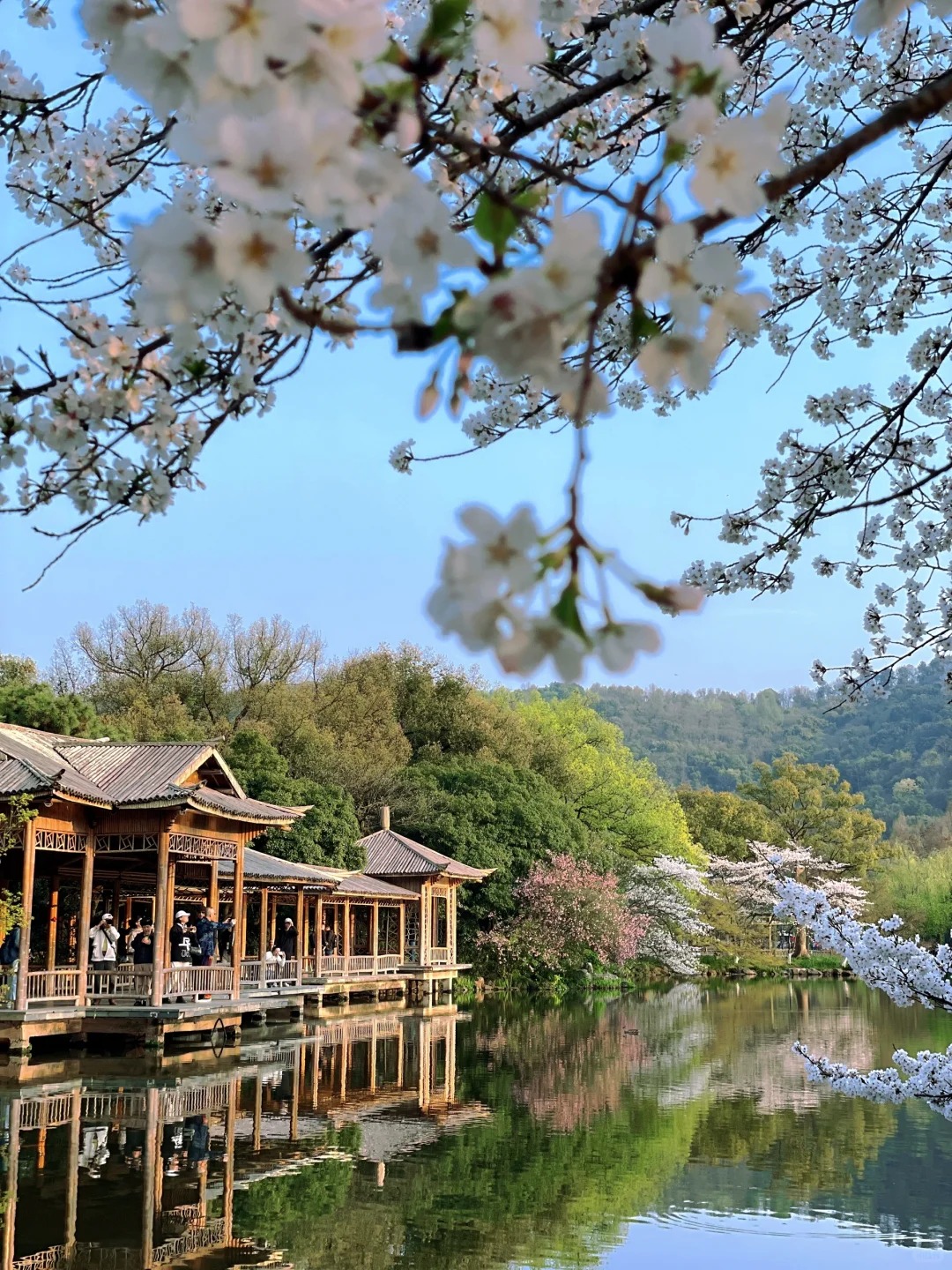 杭州西湖畫舫船登島+非遺畫扇體驗經典半日遊（賞三潭印月+花港觀魚+湖畔大學+烏龜潭+狀元坊）