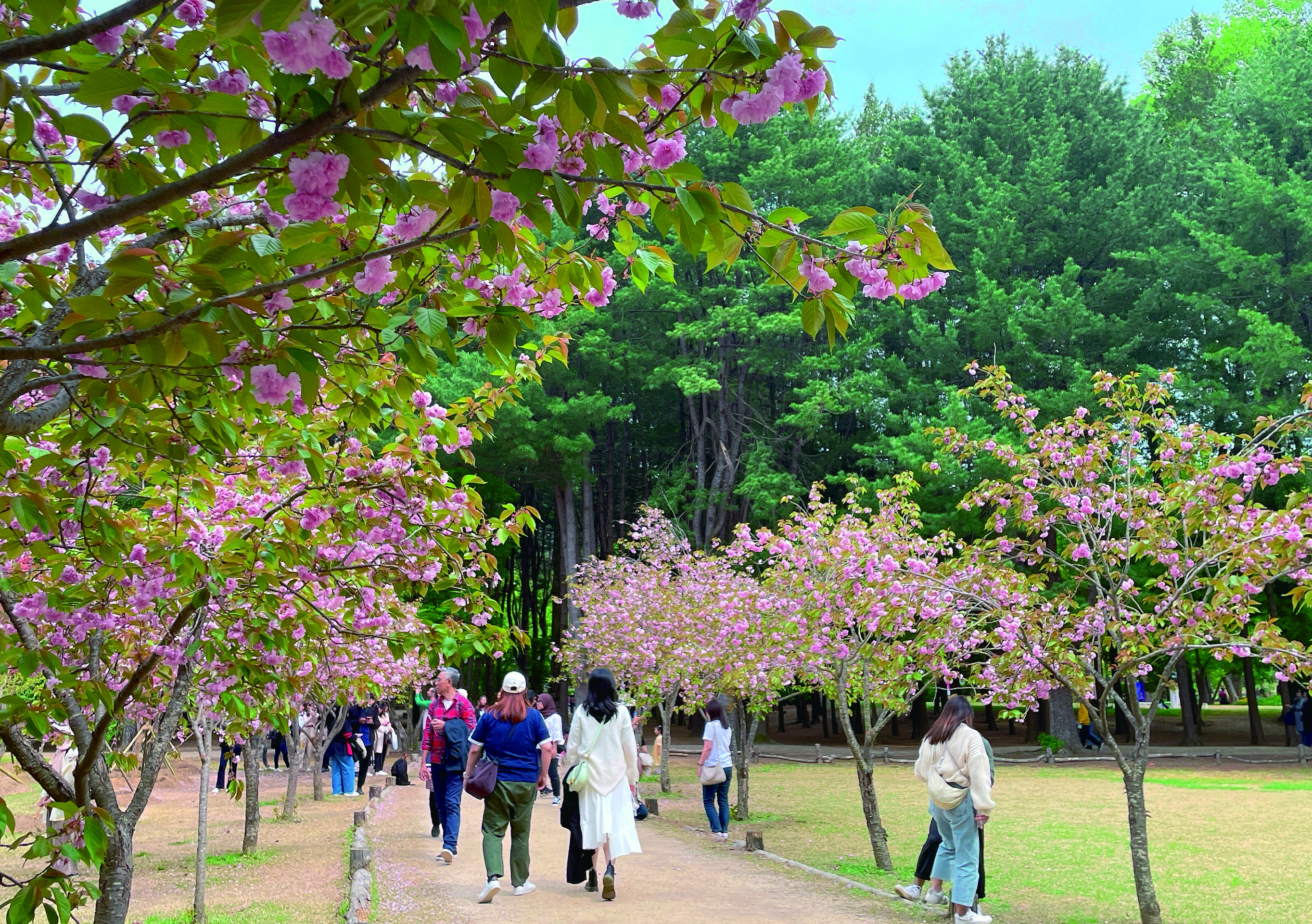 Eobi冰谷 & 南怡島 & 晨靜樹木園 & 鐵路自行車 & 小法國一日遊