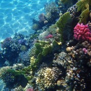 赫爾格達：私人快艇之旅3個浮潛點