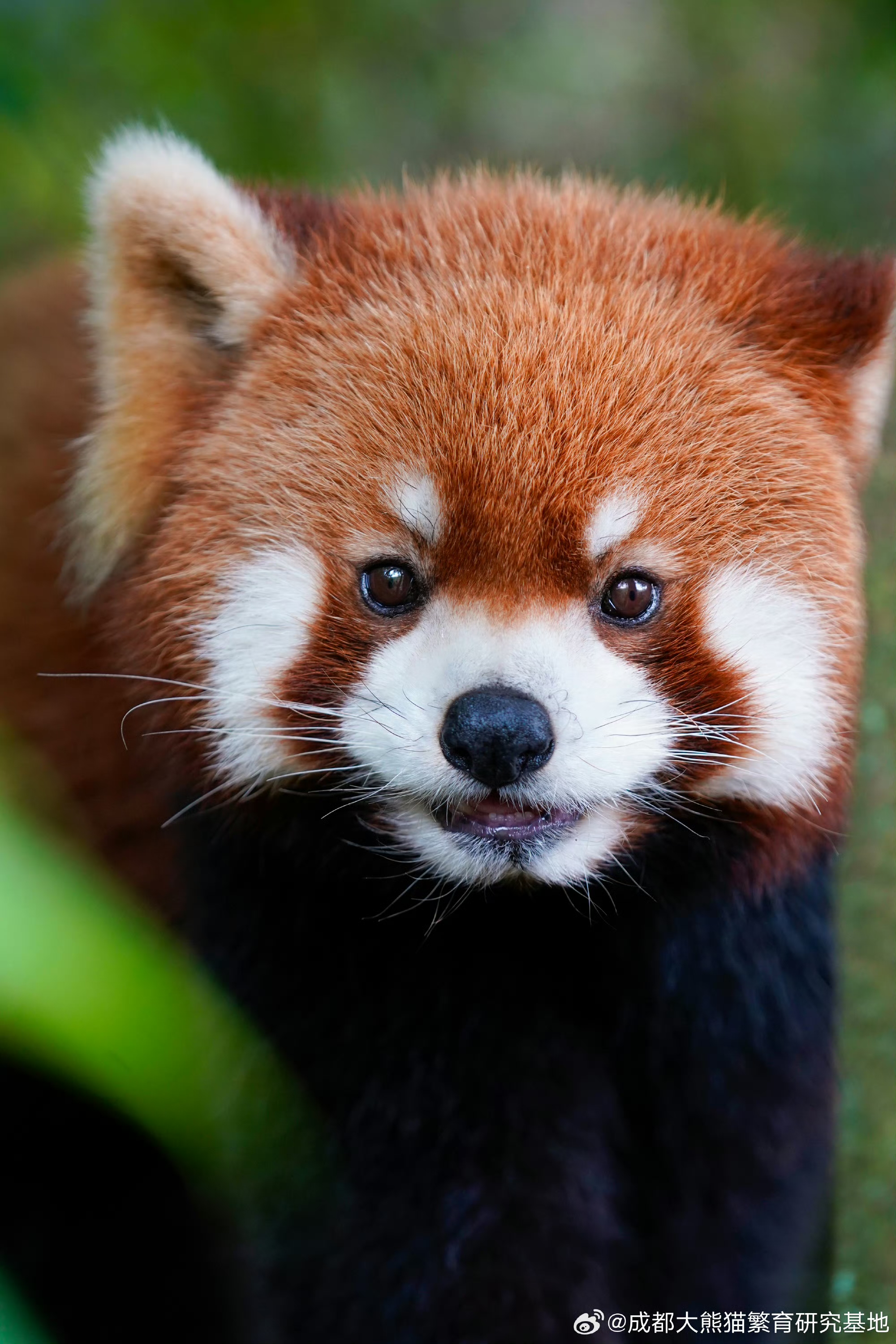 成都大熊貓繁育研究基地與三星堆博物館一日遊