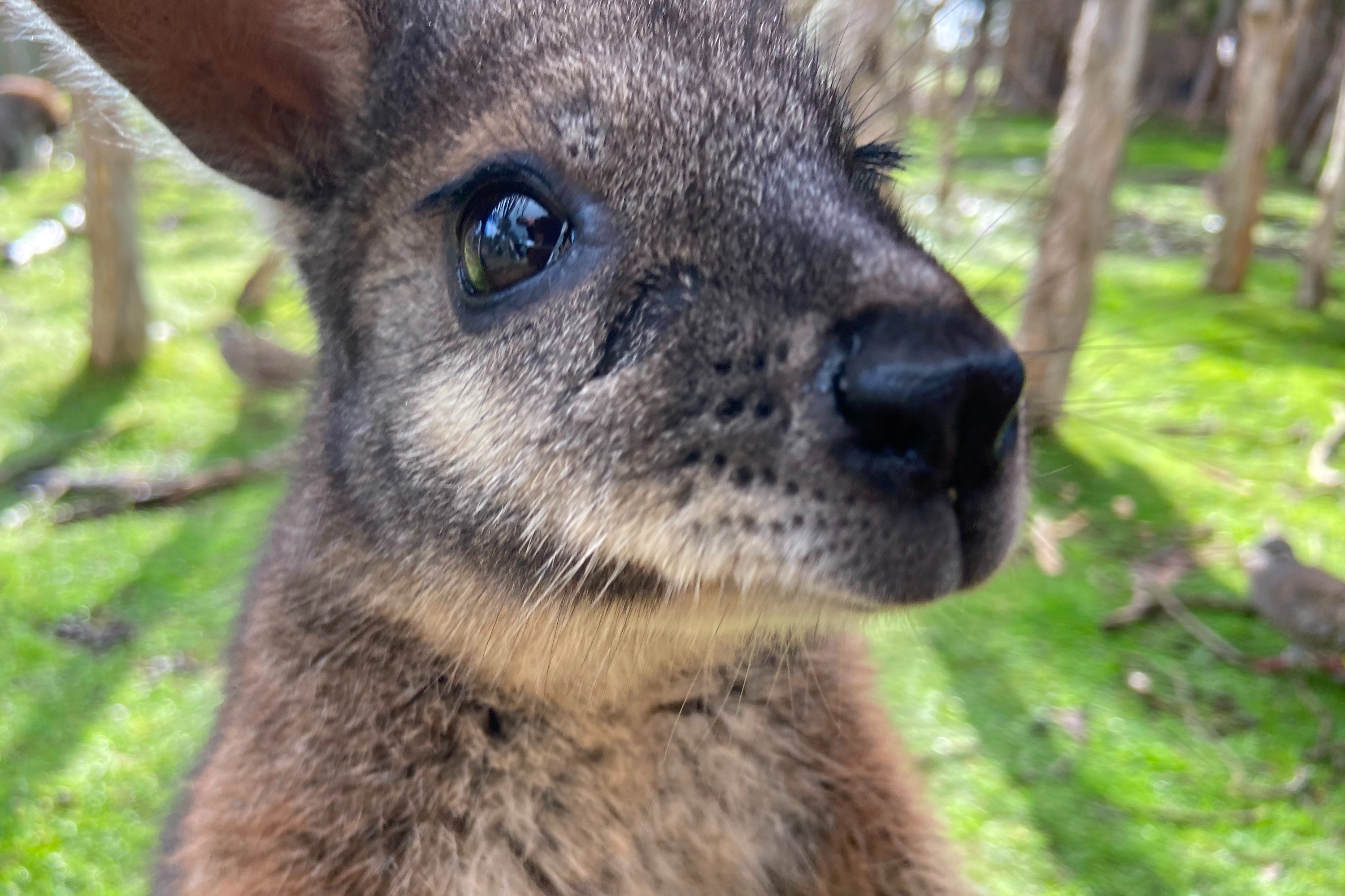 墨尔本市区观光 + 月光海滩 + 企鹅巡游一日游
