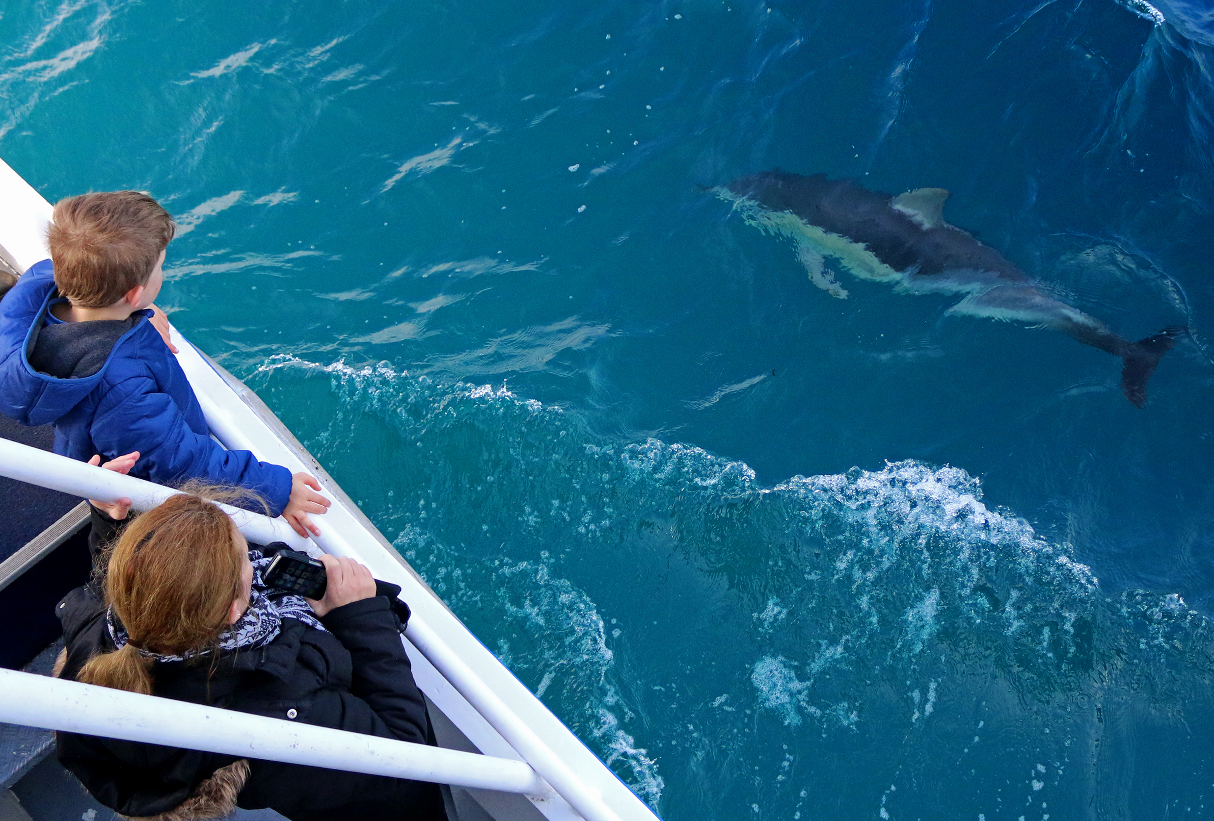 Dolphin & Whale Watching Cruise in Phillip Island