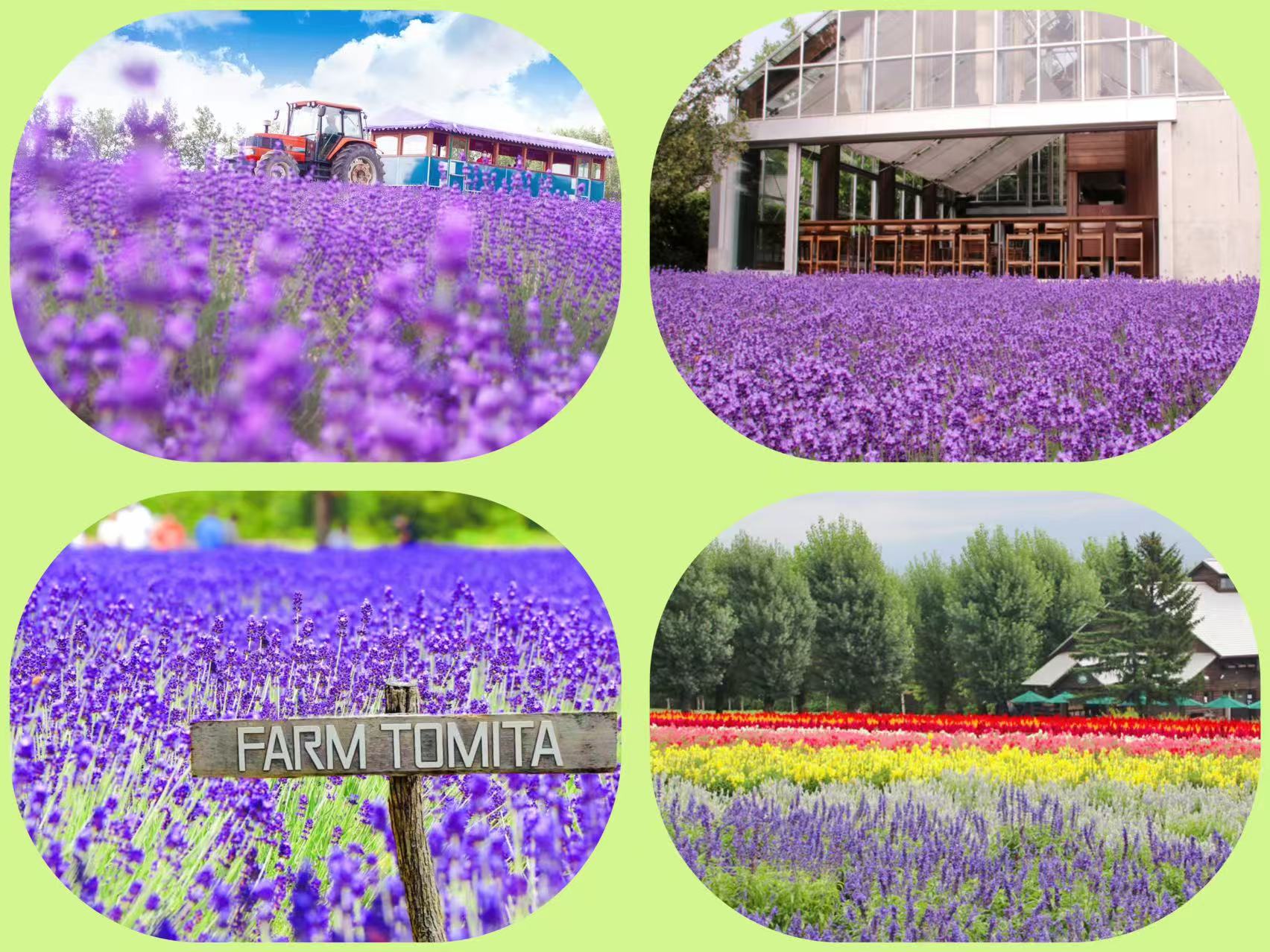 ✧⁺7-9月限定景點——富田農場，微風吹過，花香輕輕飄散在空氣裡。