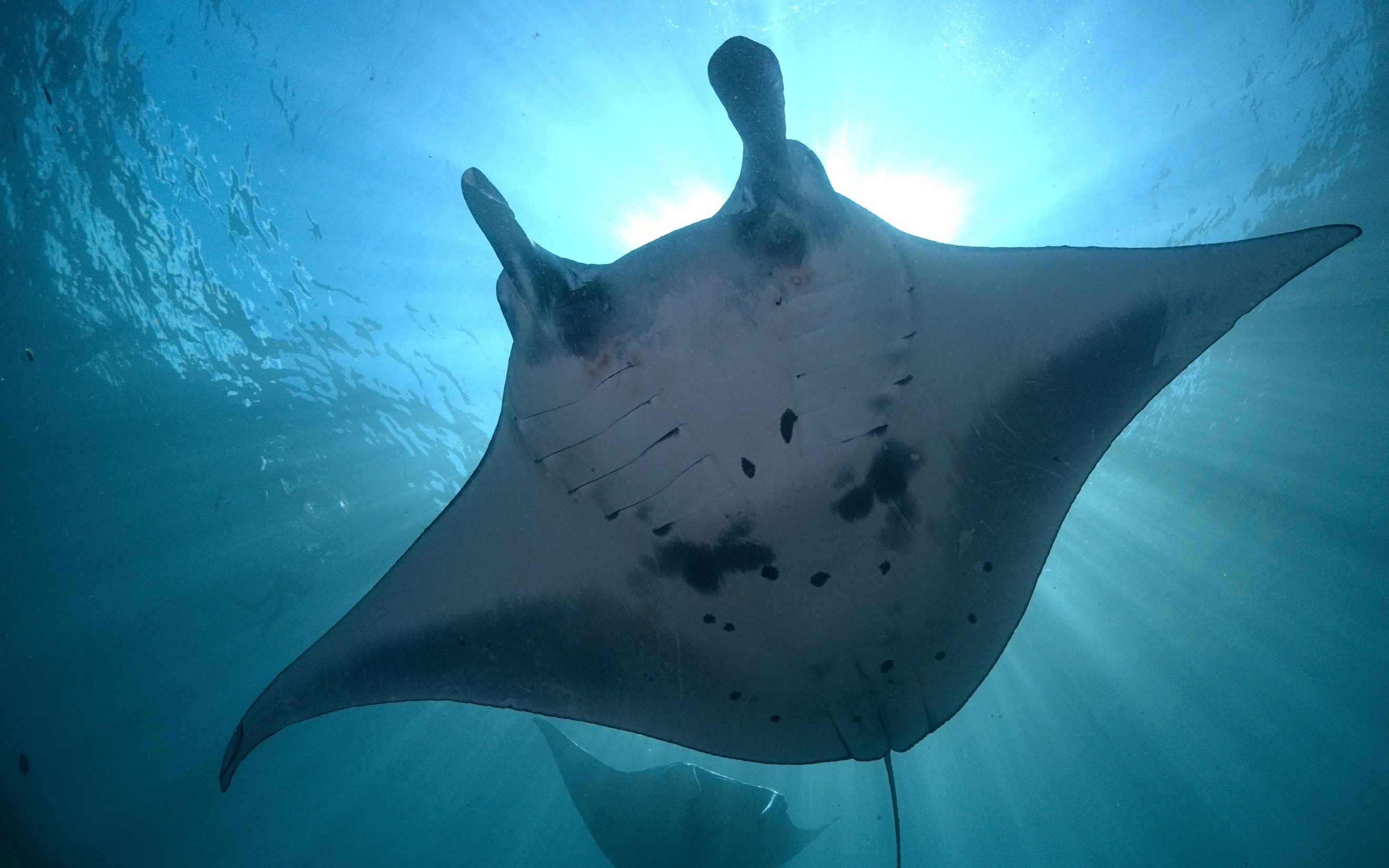 Fun Diving Experience in Nusa Penida with Karma Diving