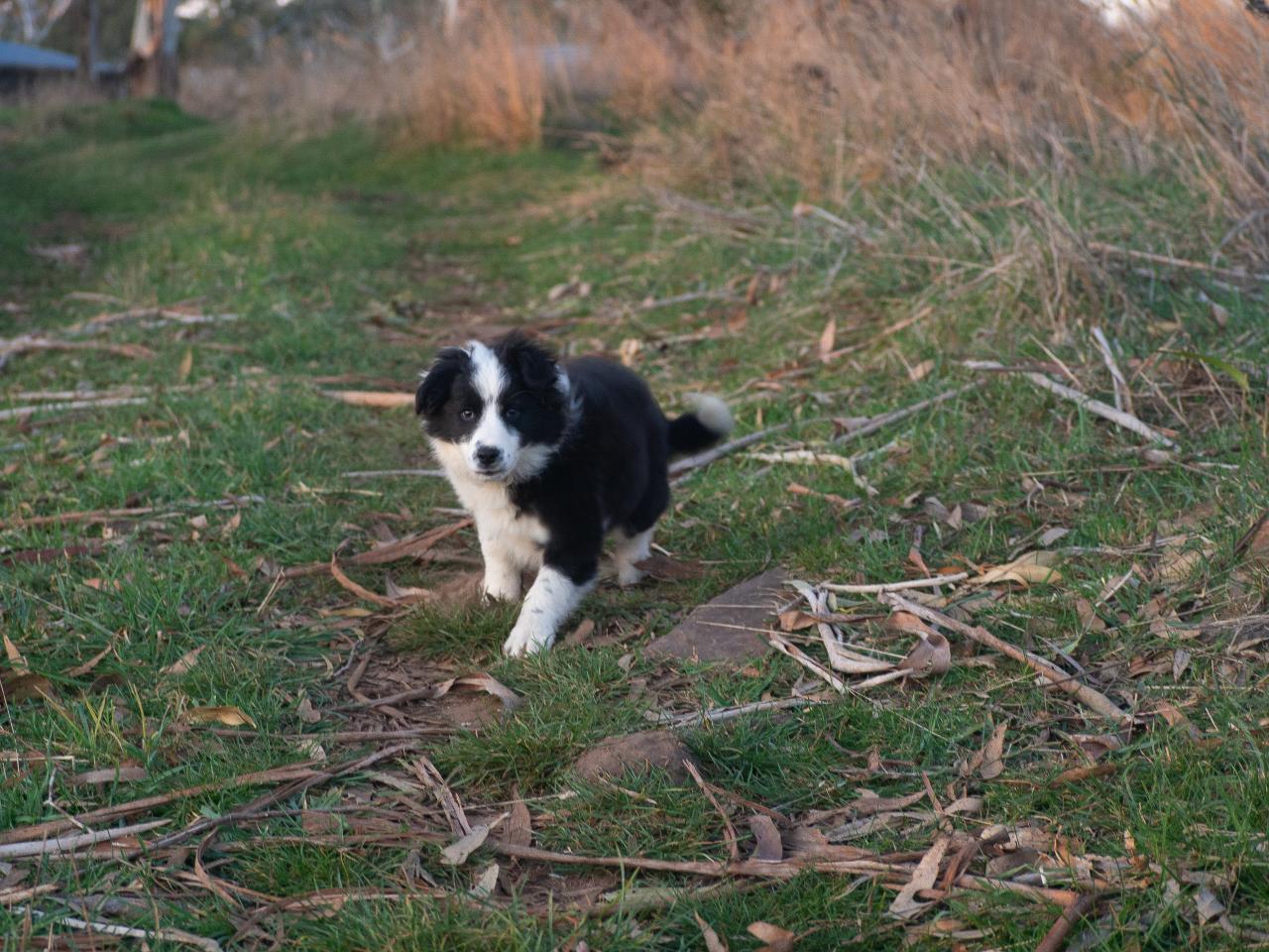 Truffle Tails and Trails: Truffle Dog Training Uncovered Experience