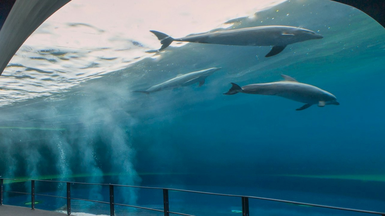 熱那亞水族館門票與街頭美食體驗