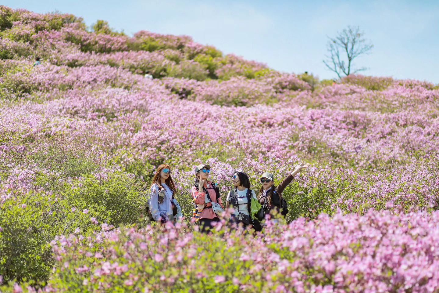 [Spring Season] Hwangmaesan Azalea One Day Tour from Busan