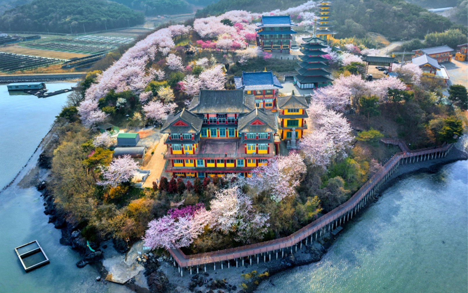 Spring Limited Taean Tulip Festival&Amyeonam Cherry Blossom Day Tour