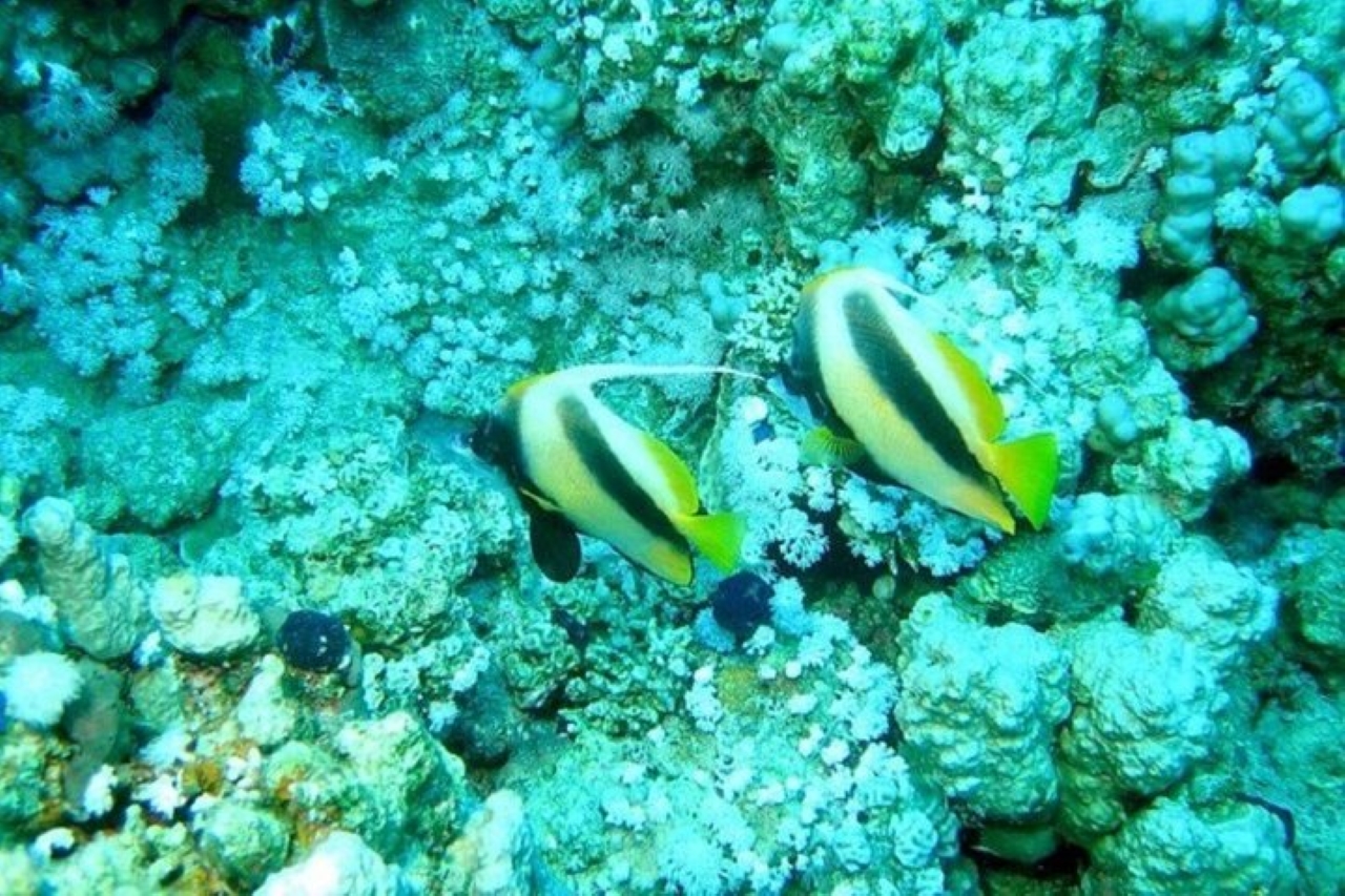 達哈布三池國家公園和全地形車四輪摩托車巴士之旅 - 沙姆沙伊赫
