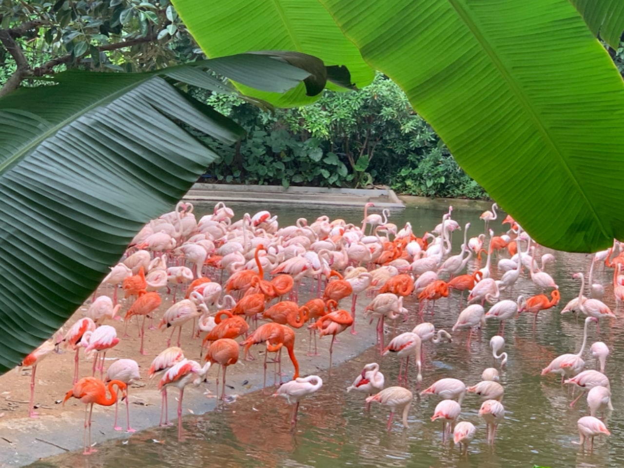 廣州長隆野生動物世界｜火烈鳥島，總數接近 2000 只，一大片粉色鳥群在湖面棲息，拍照超級出片。空中纜車天鵝湖線，在空中也能俯瞰到火烈鳥湖，又是另一種視角。