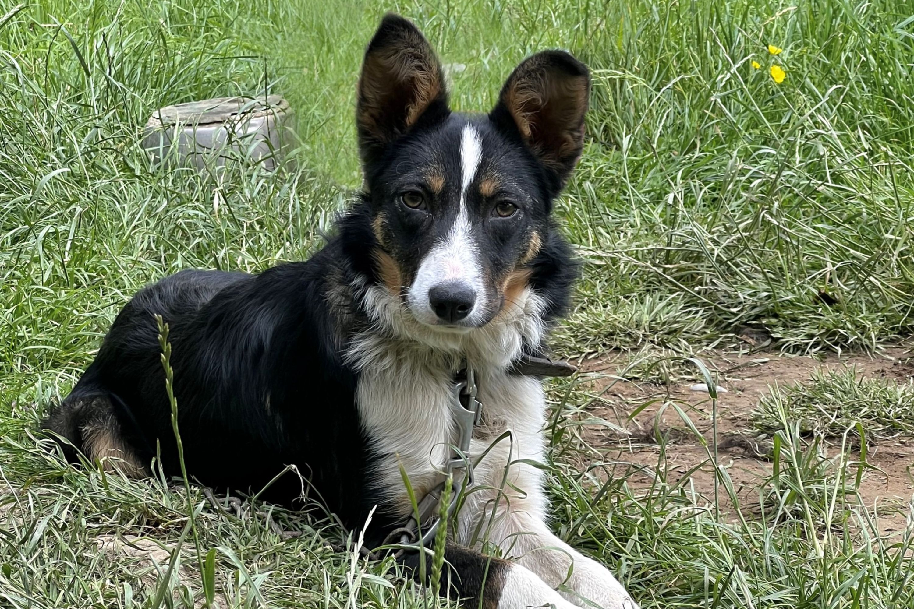 Witness a fascinating sheepdog demonstration on a traditional Irish farm, showcasing the shepherd's skill