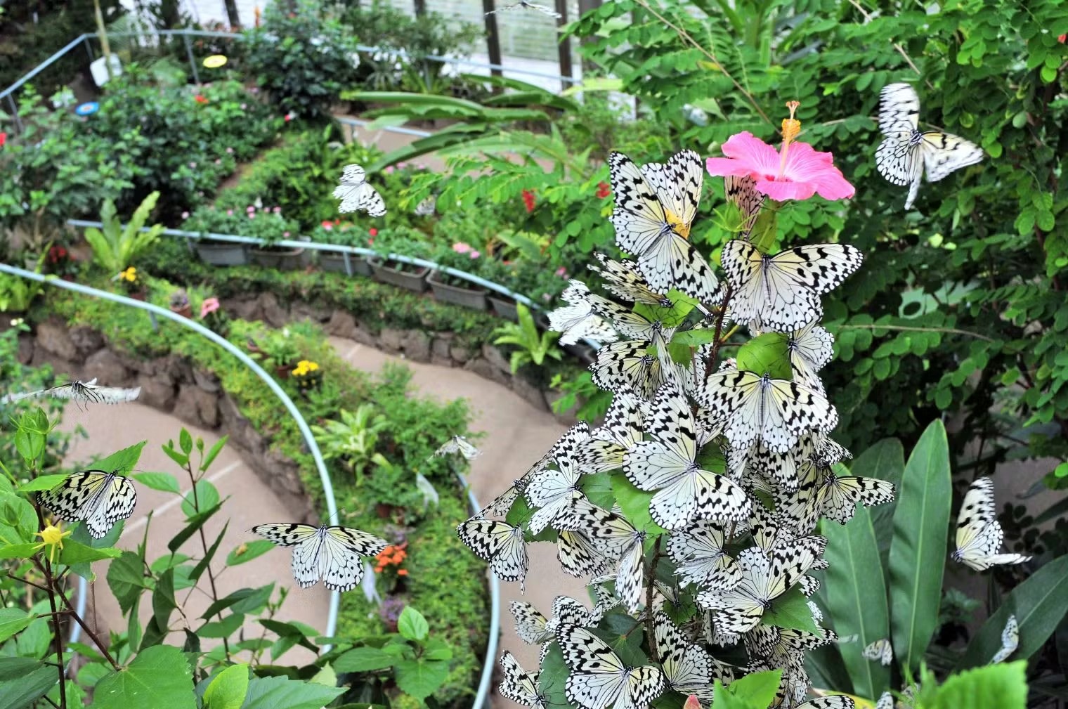 Ishikawa Insect Museum Admission Ticket