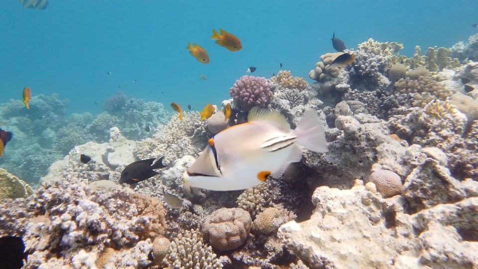 從埃爾古納出發：奧蘭治島浮潛之旅 & 風帆傘運動