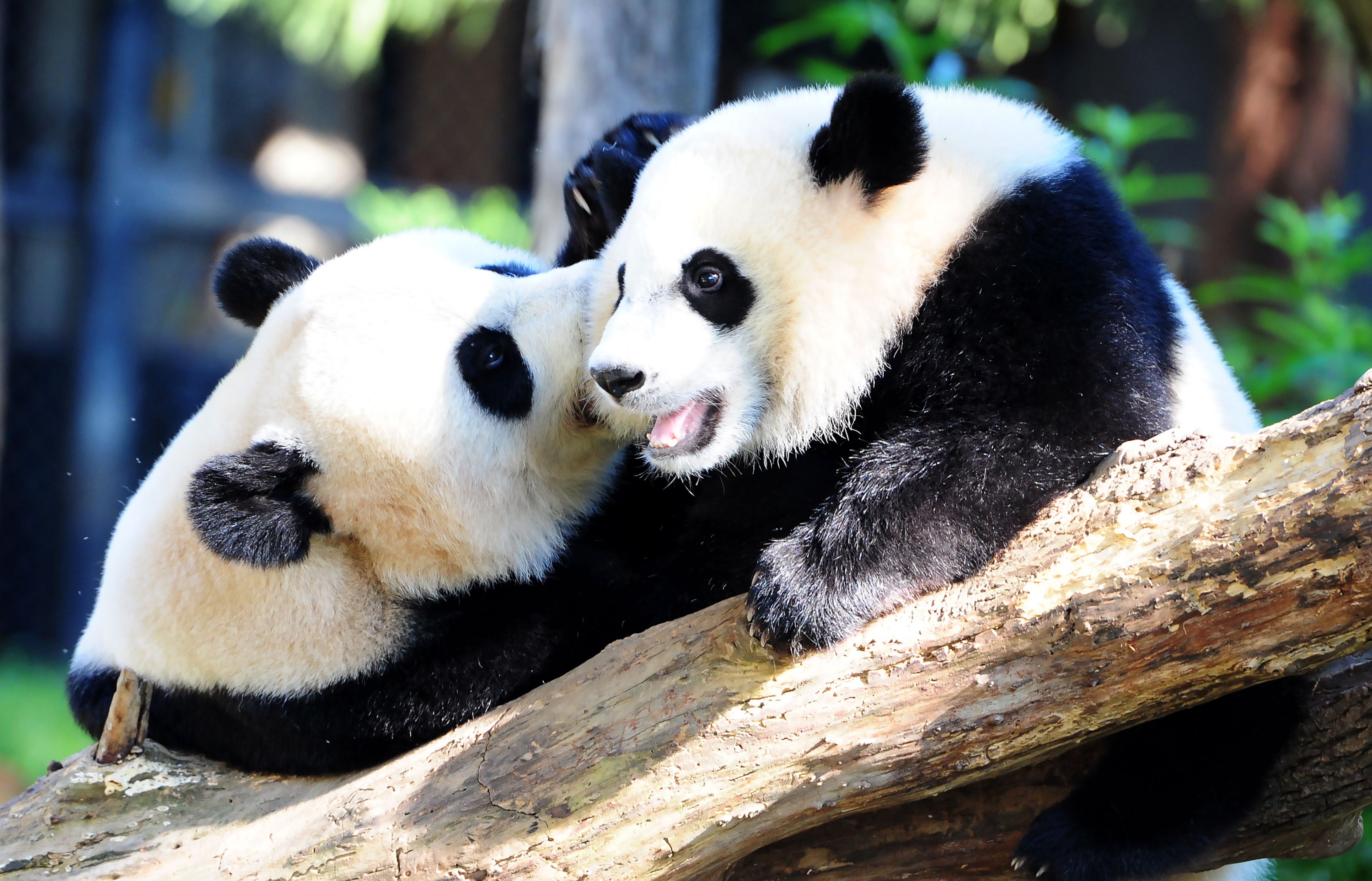  Private Guided Tour:Temple of Heaven, Panda House and Summer Palace