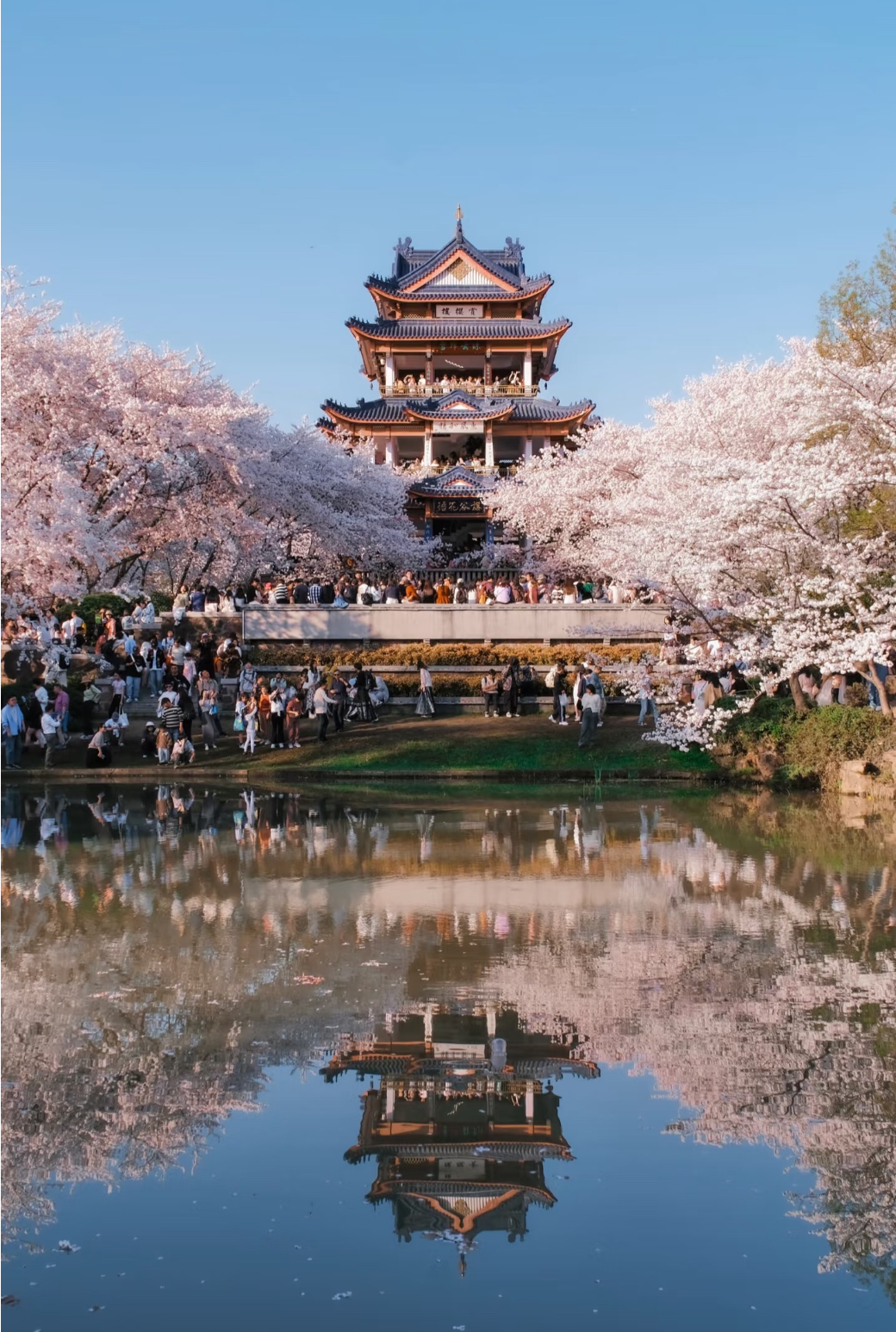 【早春櫻花限定】江蘇無錫三絕與范蠡西施同遊一日遊（黿頭渚櫻花大賞+品讀惠山古鎮+聆聽二泉映月+夜探南長老街尋味地方美食）