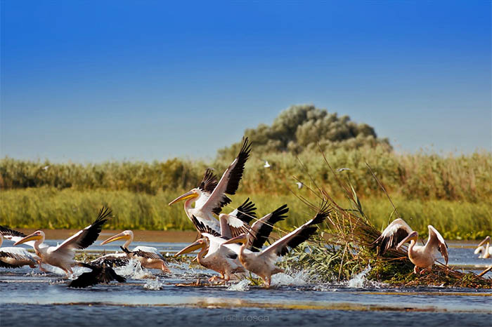 Tulcea Danube Delta Full-Day Boat Tour