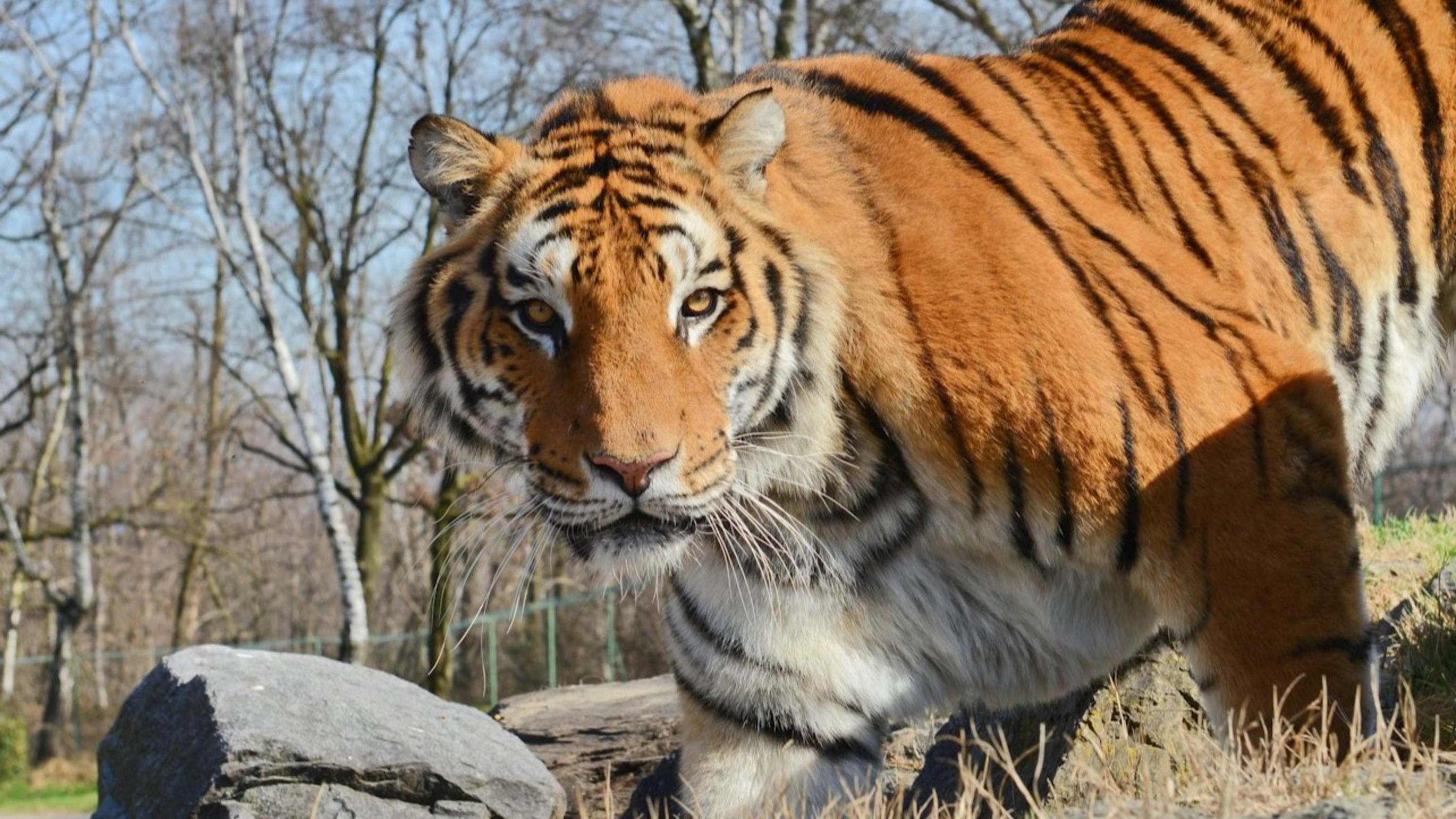龐比亞野生動物園門票