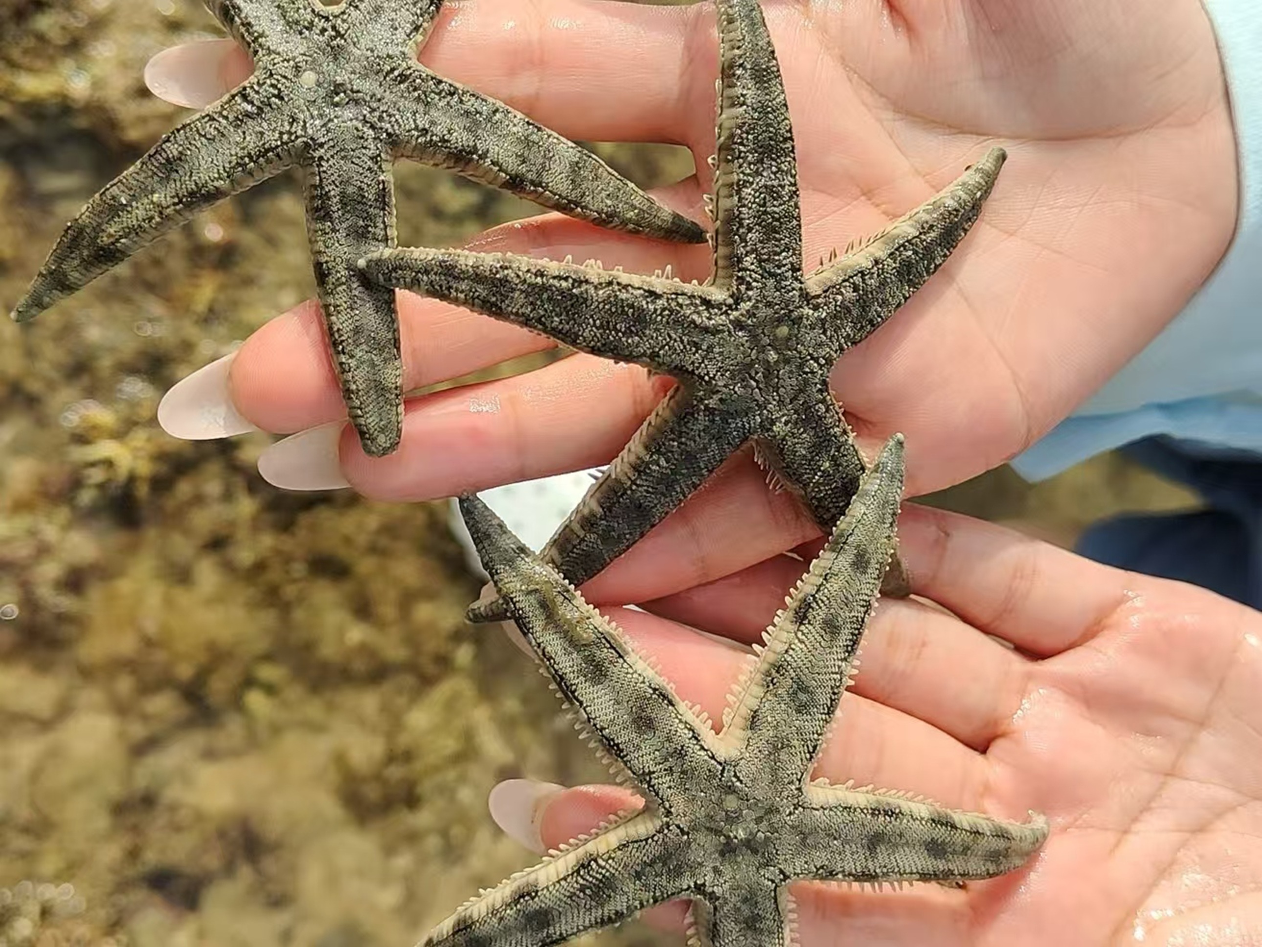 掌心疊著三隻灰褐海星，棘皮紋理清晰，背景是淺灘水窪，是趕海時撿拾的顏值海貨，適合拍照留念