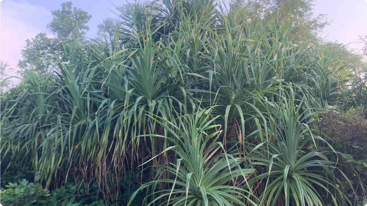 "Cổ Cò" River Eco & Local Life Tours – Hoi An