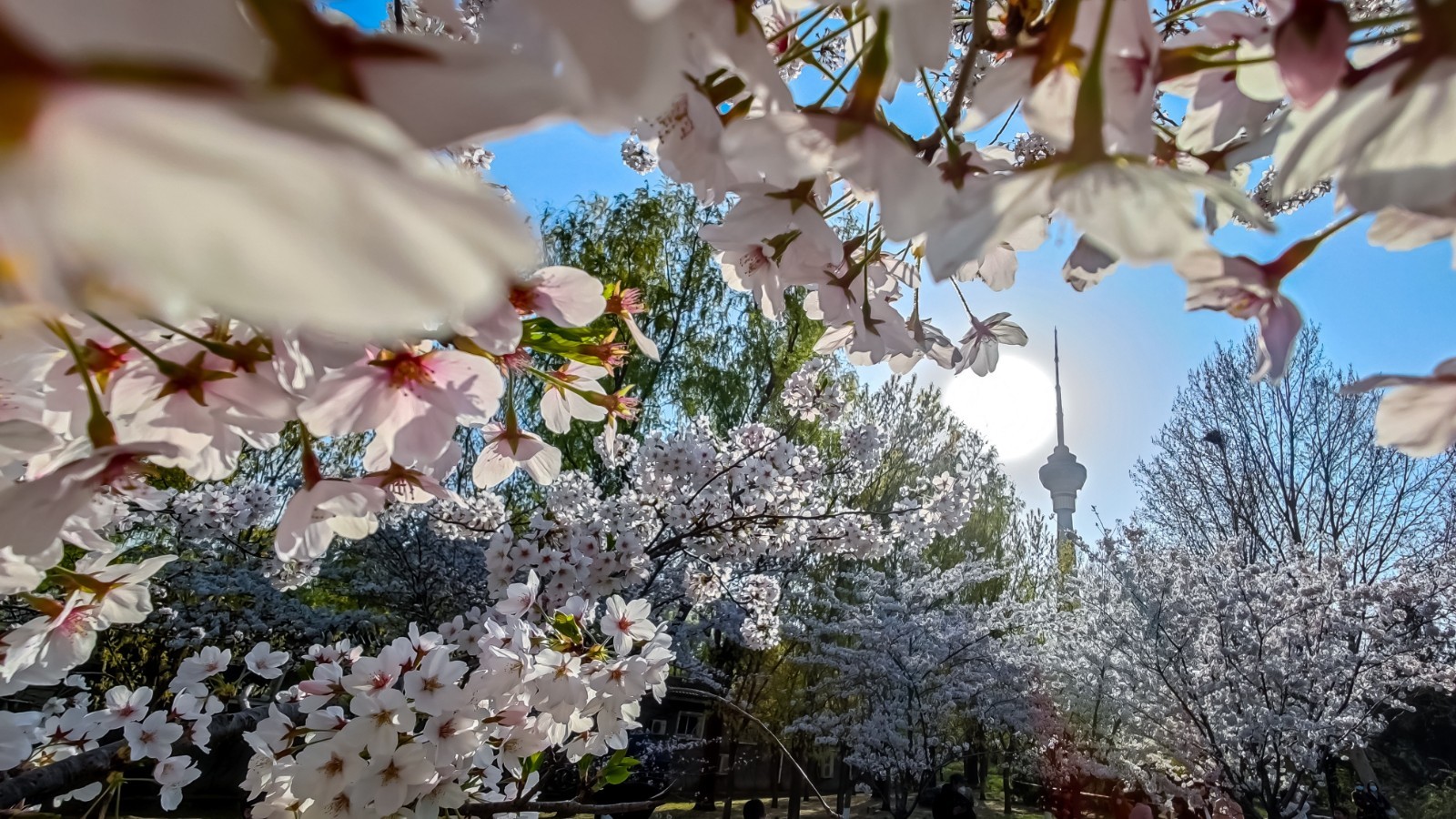 【櫻花限定】北京頤和園+景山公園+北海公園+玉淵潭公園1日遊