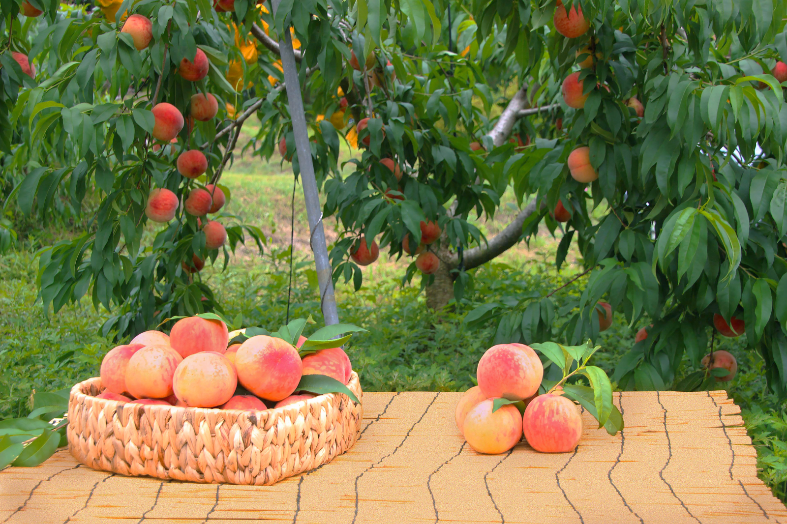 一起去採摘香甜多汁的成熟水蜜桃吧!*僅限夏季 6月 - 8月* 一起去採摘香甜多汁的成熟水蜜桃吧!*僅限夏季 6月 - 8月*