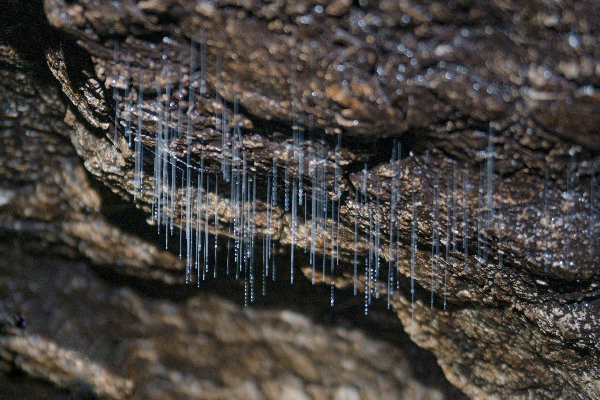 黑洞（Dark Cave）& 峰牙洞（Phong Nha Cave）一日遊