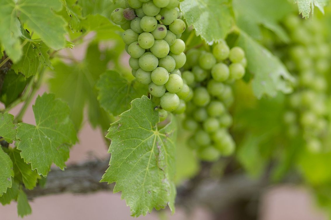 Fresh grapes ripening on the vine, ready to be harvested for premium wine production